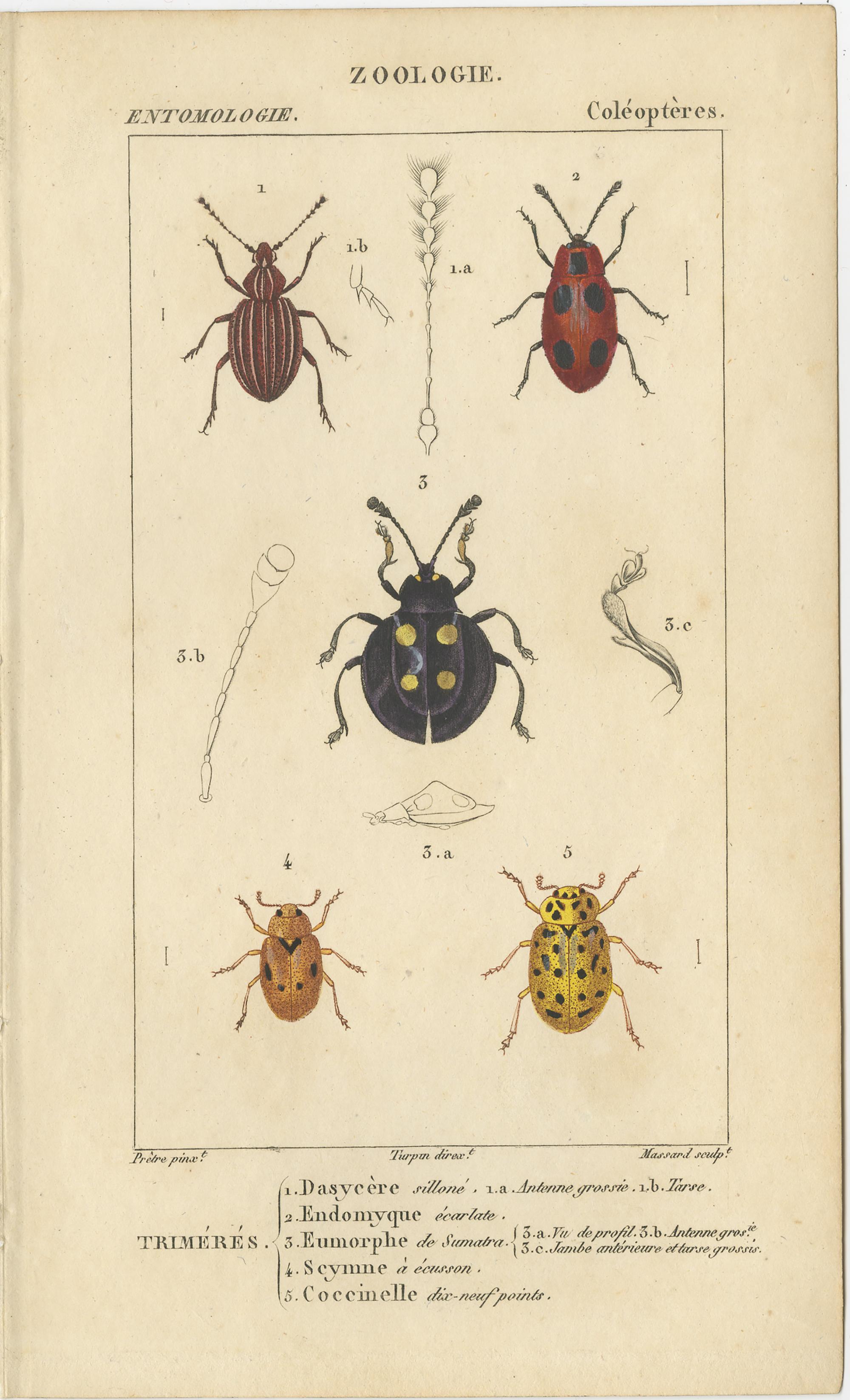 Paper Set of 9 Antique Prints of Various Insects by Turpin, 1816 For Sale