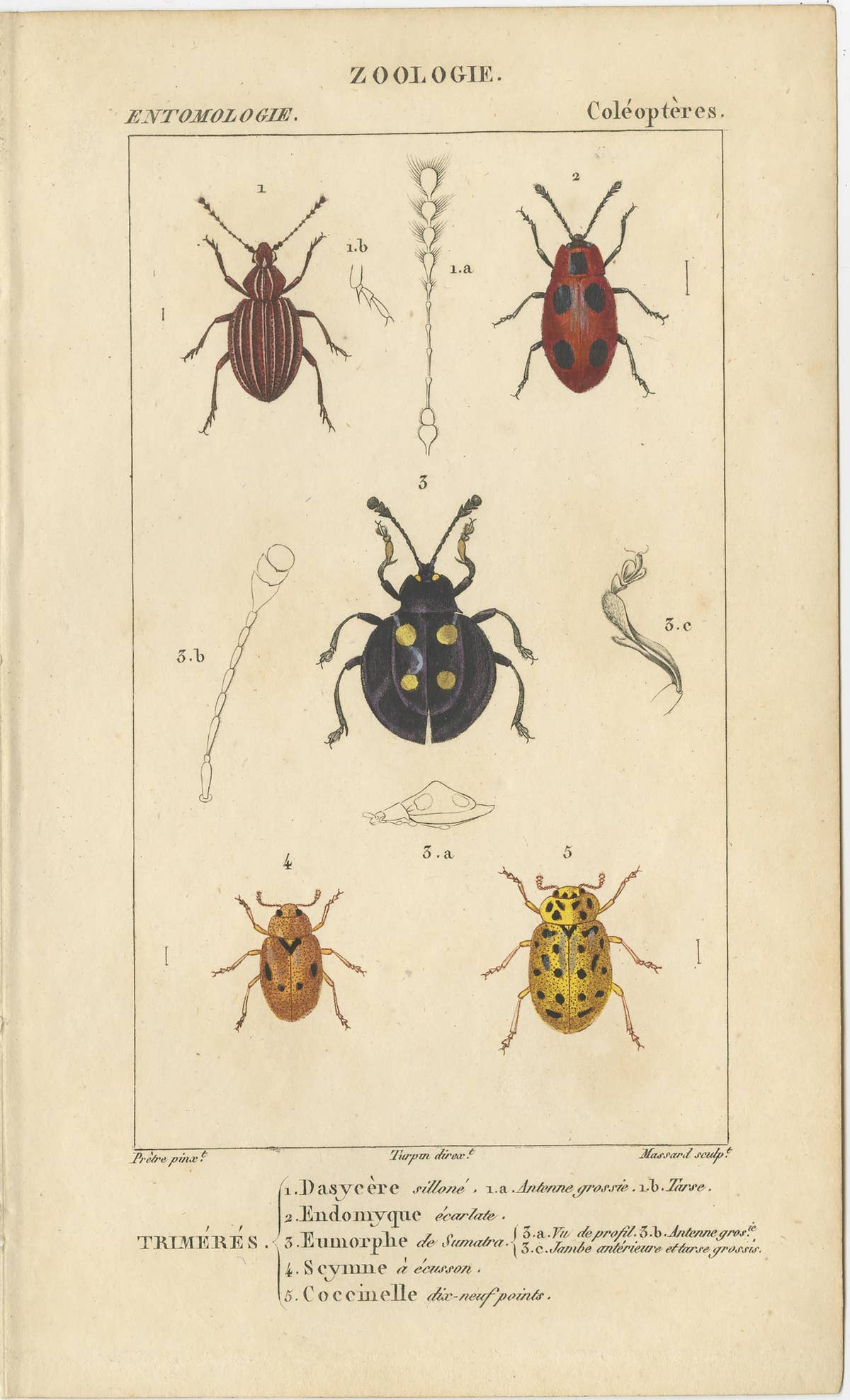Set of 9 Antique Prints of Various Insects by Turpin, 1816