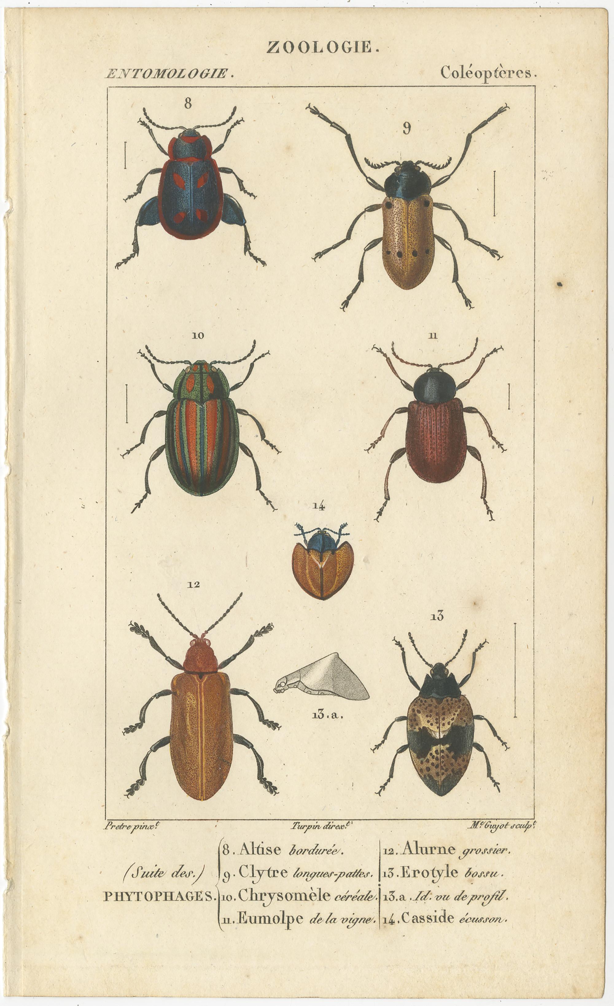 Set of 9 Antique Prints of Various Insects by Turpin, 1816 For Sale 1