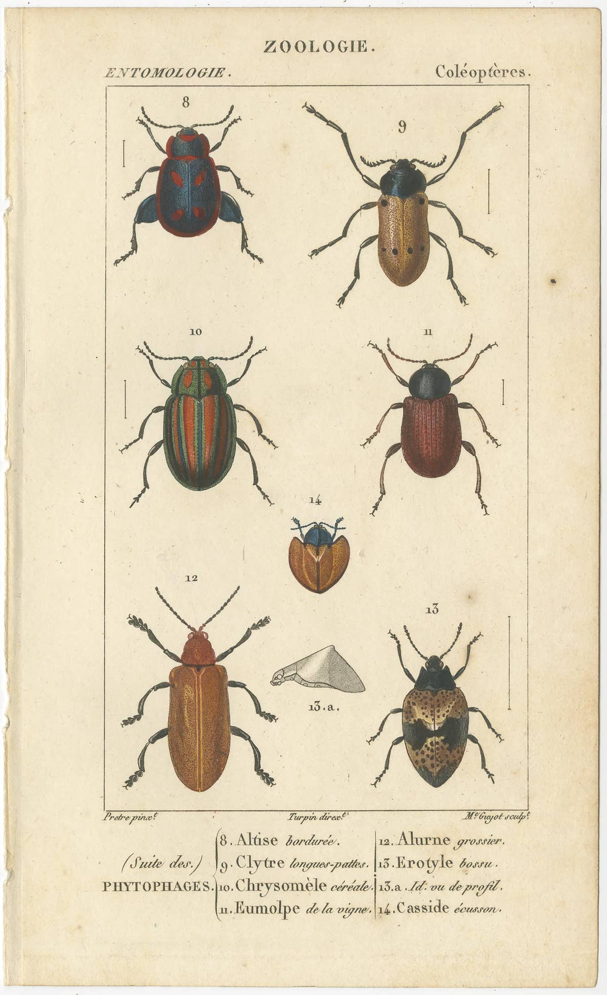 Set of 9 Antique Prints of Various Insects by Turpin, 1816