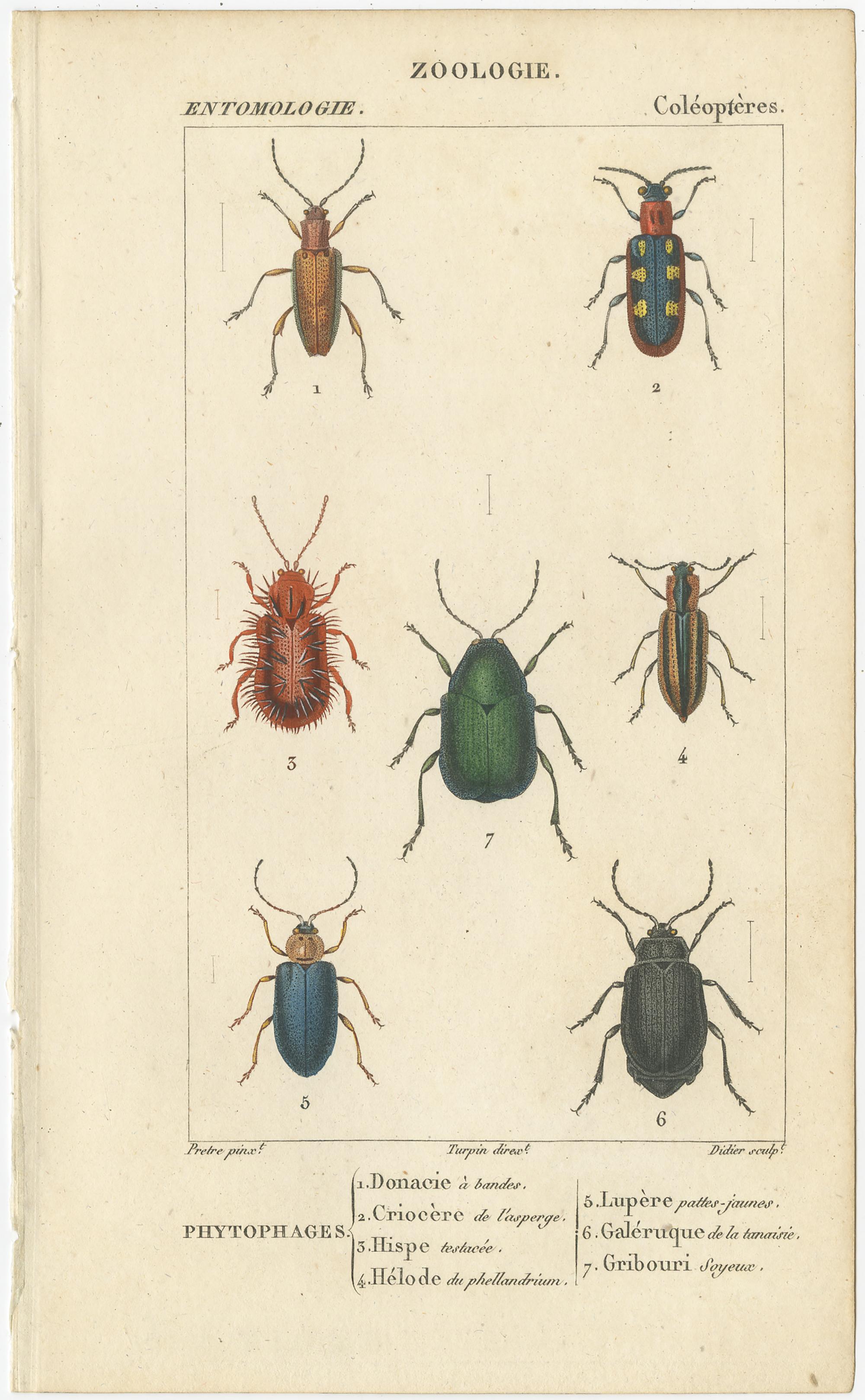 Set di 9 stampe antiche di vari insetti di Turpin, 1816 in vendita 2