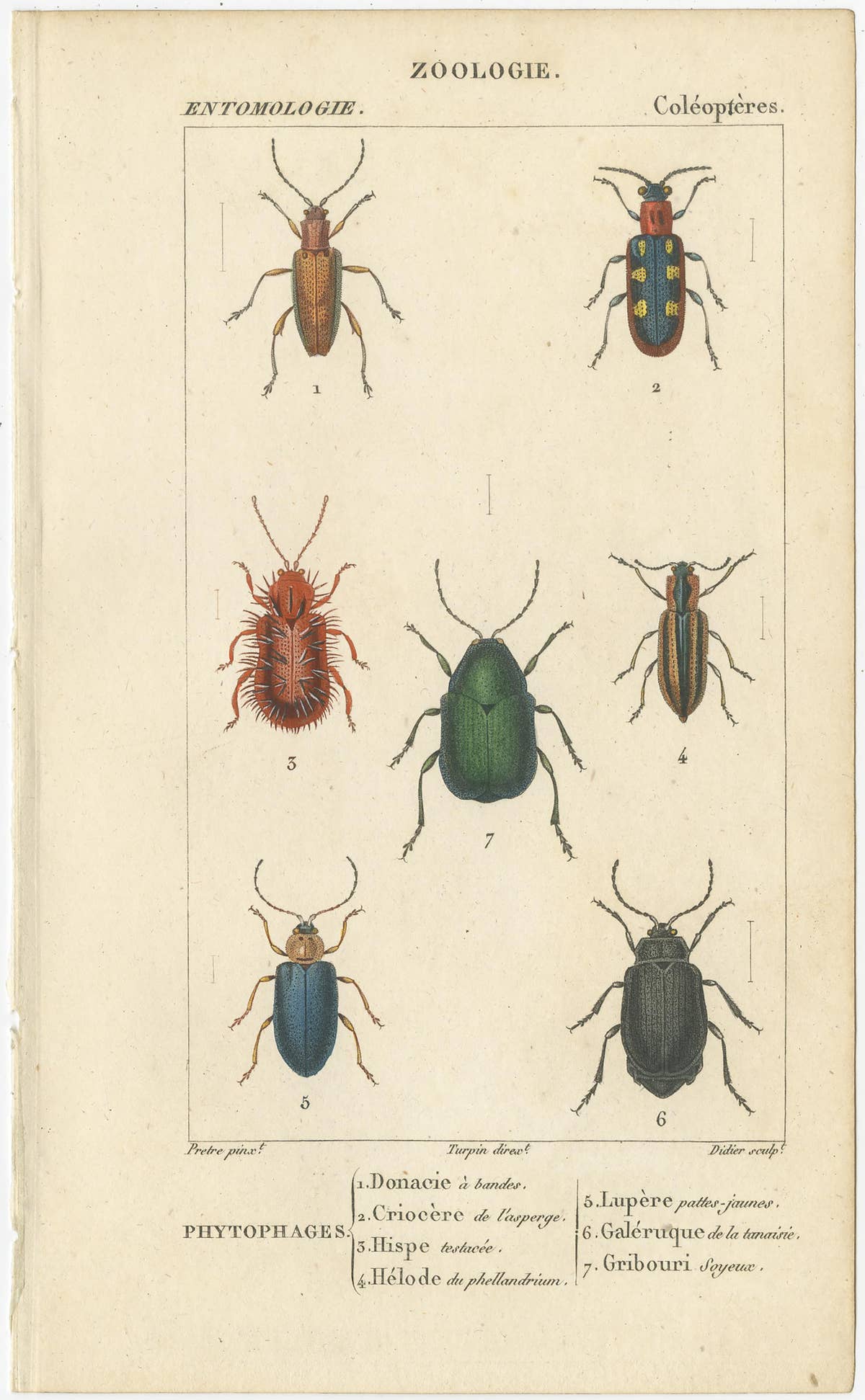 Set of 9 Antique Prints of Various Insects by Turpin, 1816