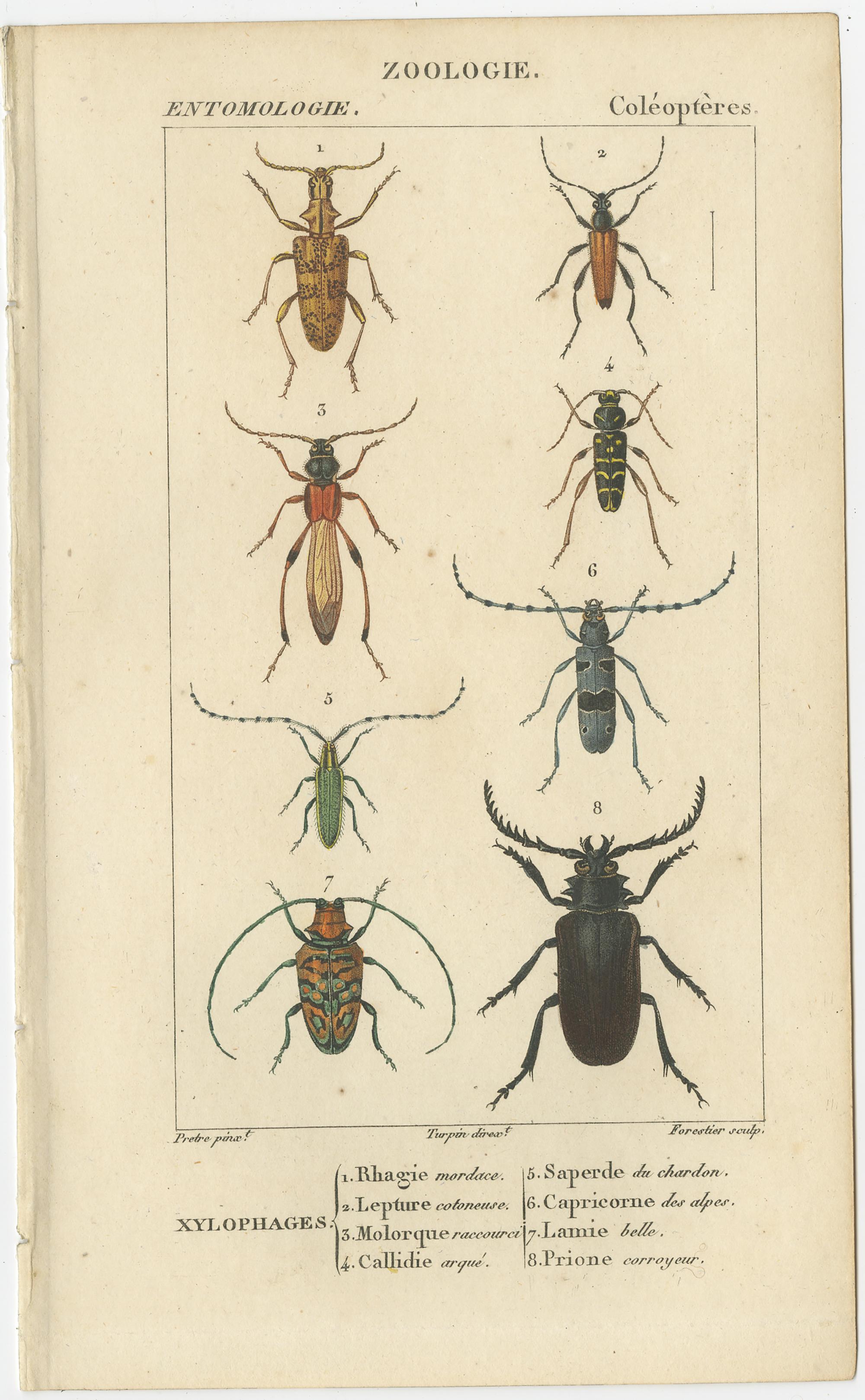 Set of 9 Antique Prints of Various Insects by Turpin, 1816 For Sale 3