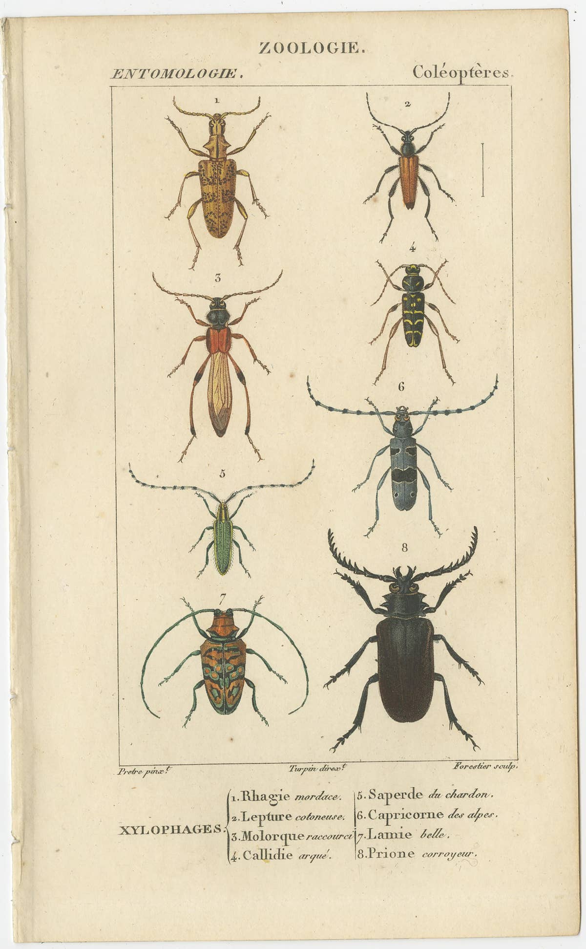 Set of 9 Antique Prints of Various Insects by Turpin, 1816