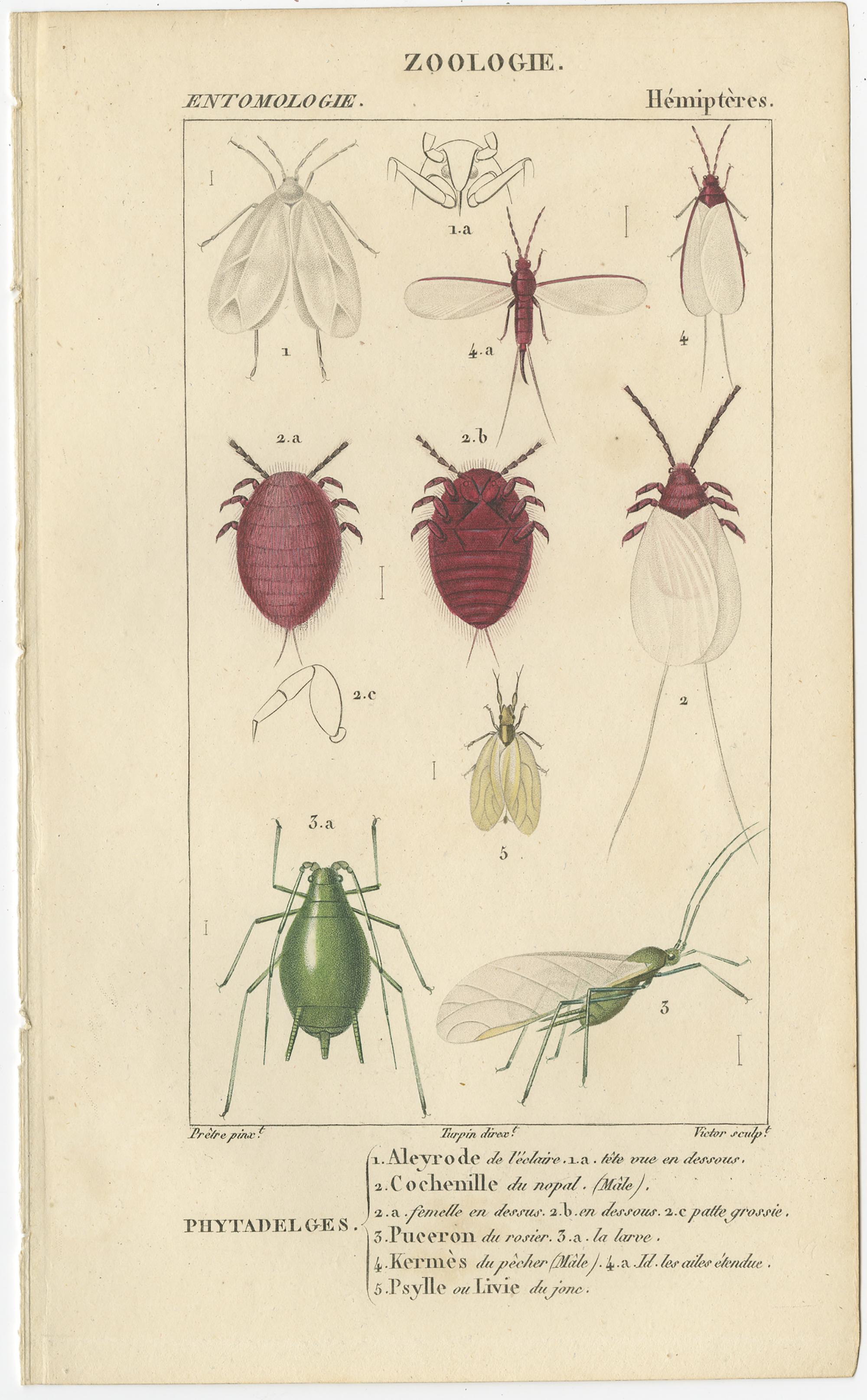 Set of 9 Antique Prints of Various Insects by Turpin, 1816 For Sale 4