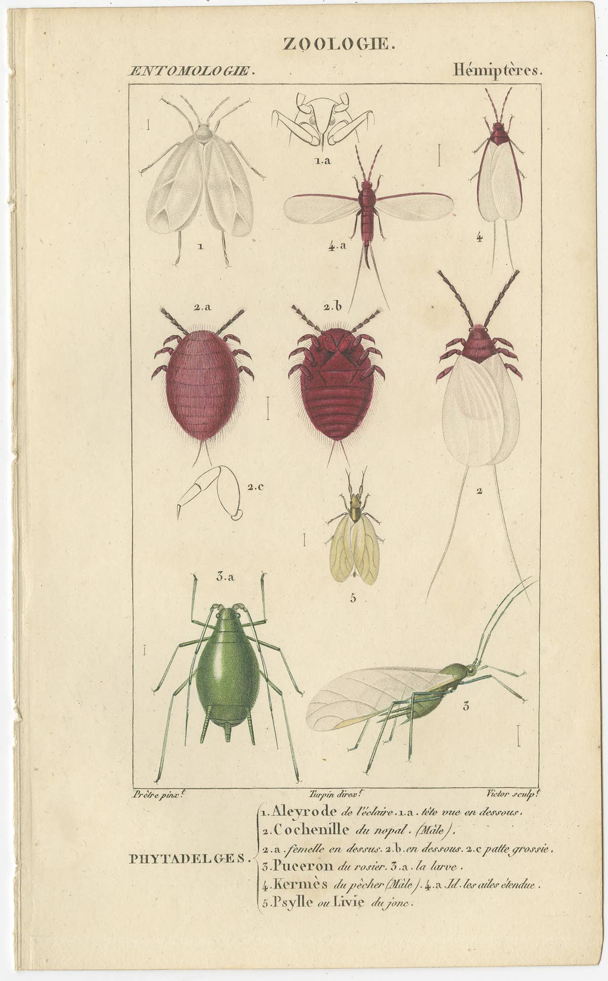 Set of 9 Antique Prints of Various Insects by Turpin, 1816