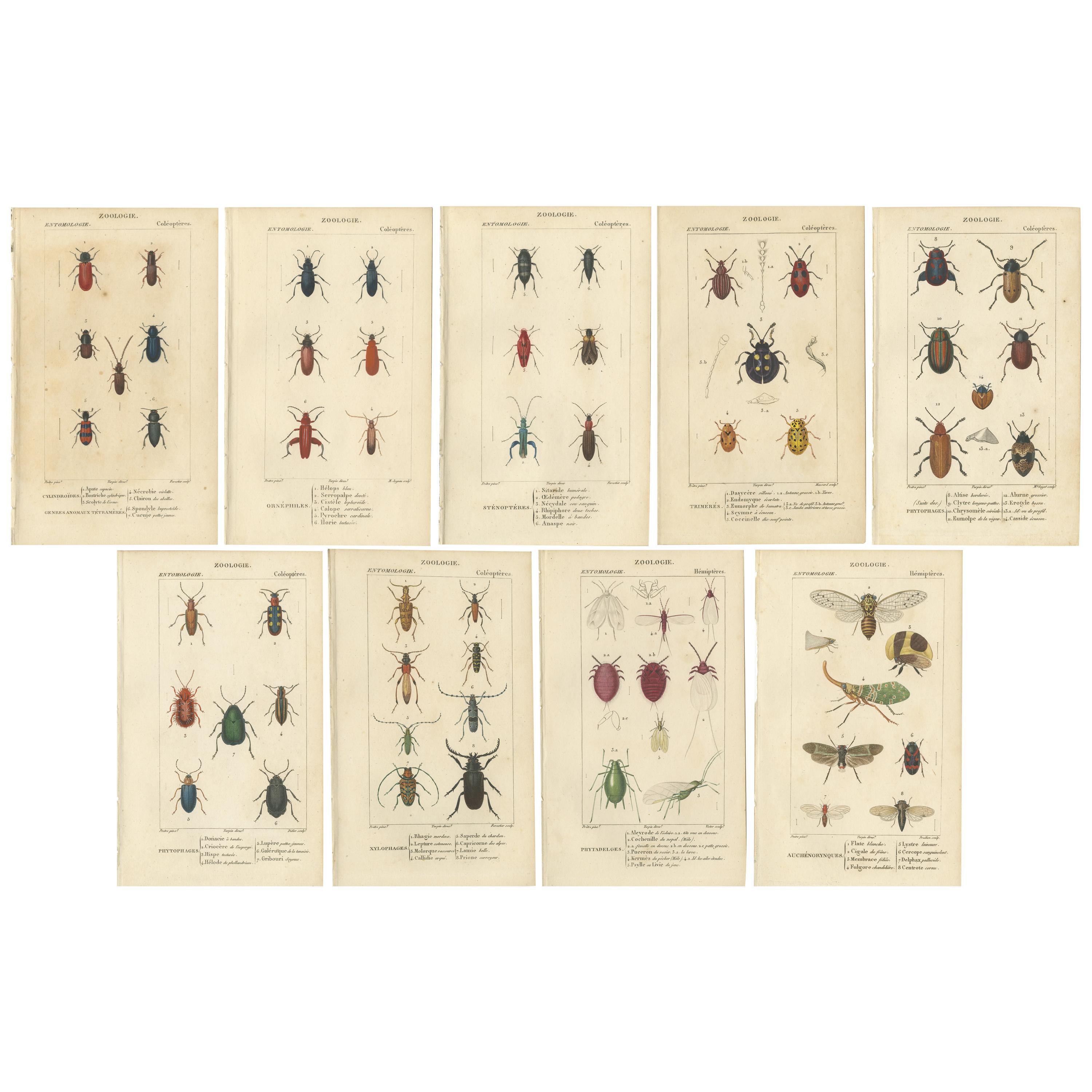 Ensemble de 9 estampes anciennes de divers insectes de Turpin, 1816