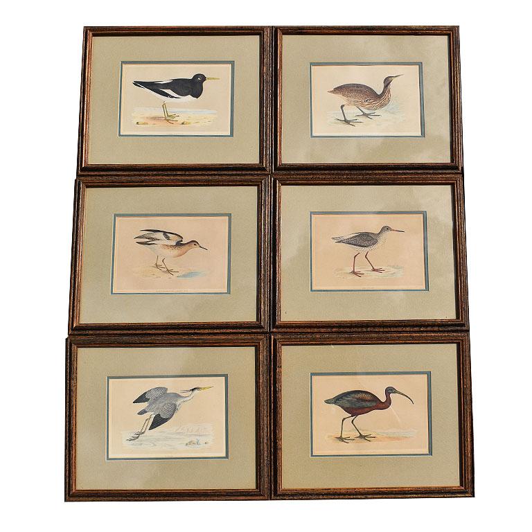 Set of 9 Framed Art Water Bird Set of Prints 1900s 1