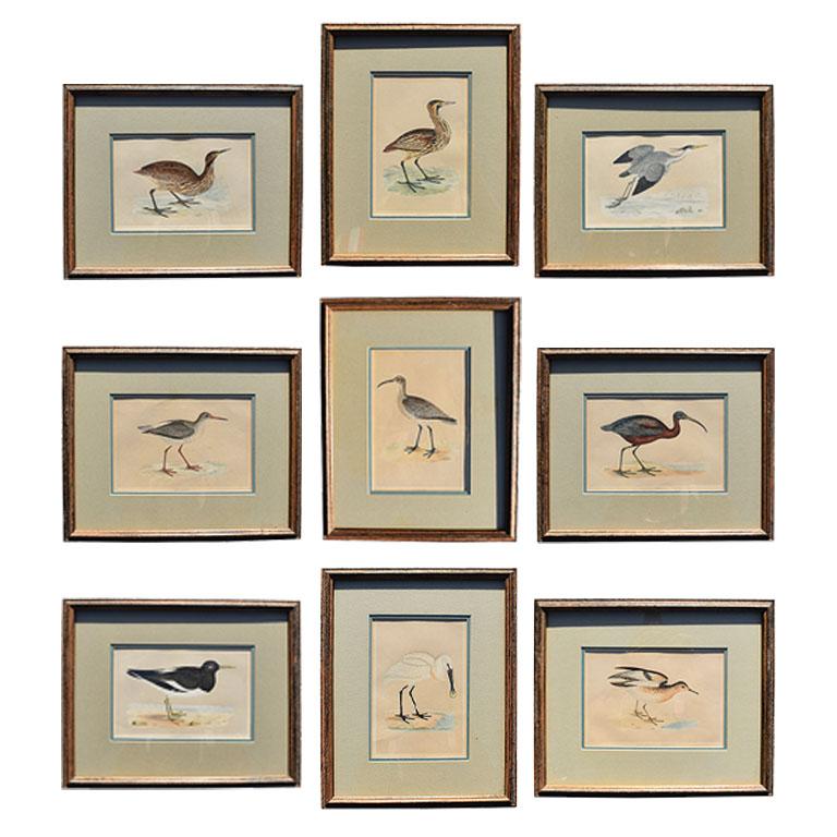 Set of 9 Framed Art Water Bird Set of Prints 1900s 2