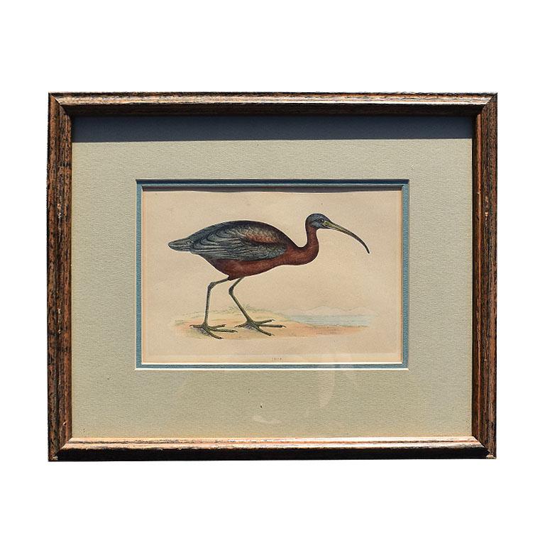 Set of 9 professionally framed bird prints. The framing is of recent date and the bookplate prints are from the early 1900s. 

Prints include: 
Oyster Catcher (Haematopus Palliatus): Sitting profile and perched upon a beach surrounded by shells,