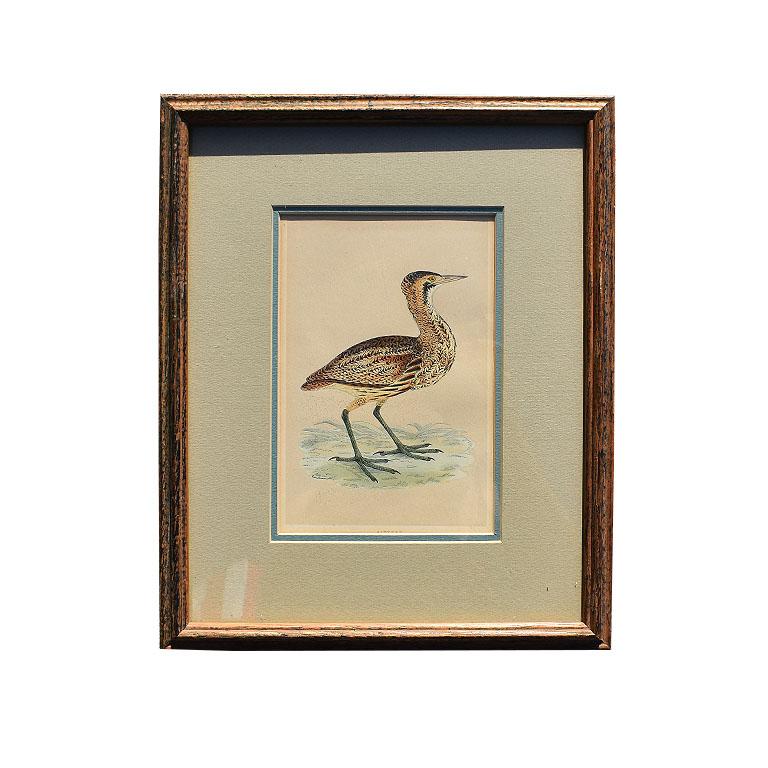 framed bird prints