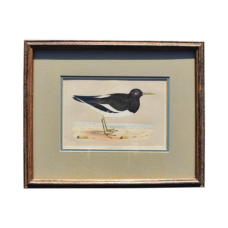 Romantic Set of 9 Framed Art Water Bird Set of Prints 1900s
