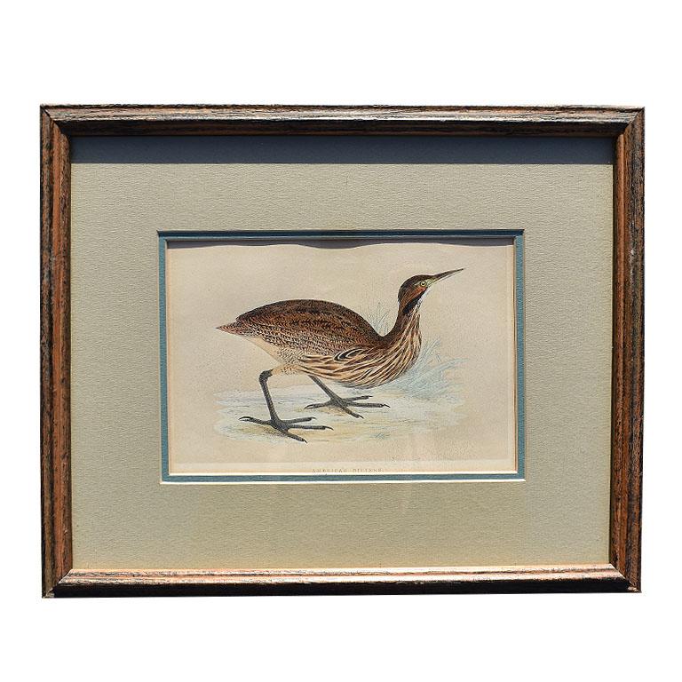 American Set of 9 Framed Art Water Bird Set of Prints 1900s