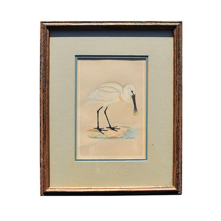20th Century Set of 9 Framed Art Water Bird Set of Prints 1900s