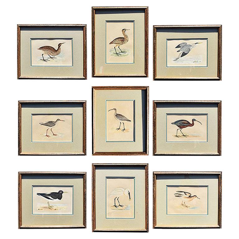 Set of 9 Framed Art Water Bird Set of Prints 1900s