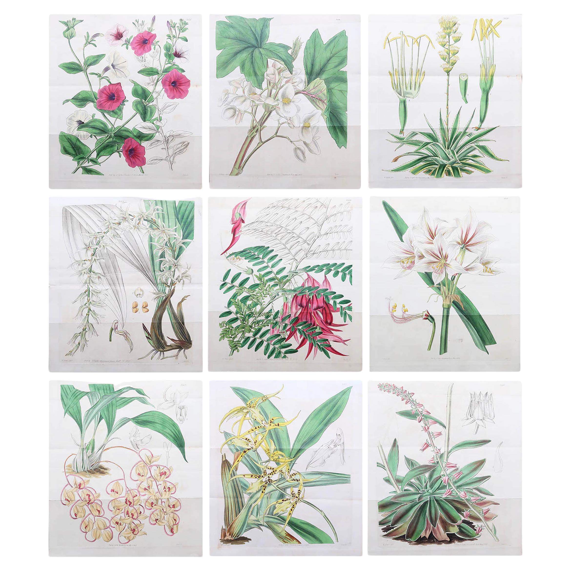 Set of 9 Large Scale Original Antique Botanical Prints. Curtis. Dated 1837