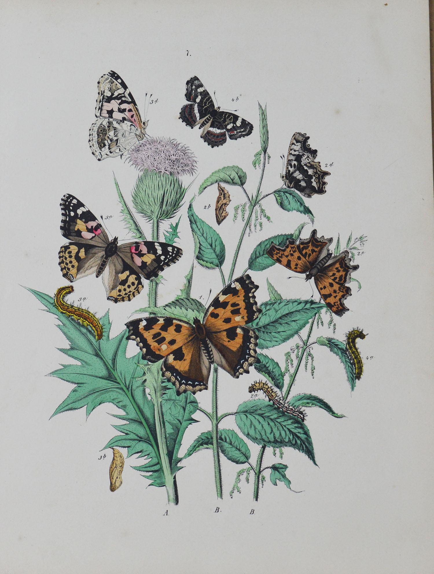 Set of 9 Original Antique Prints of Butterflies, circa 1870 2