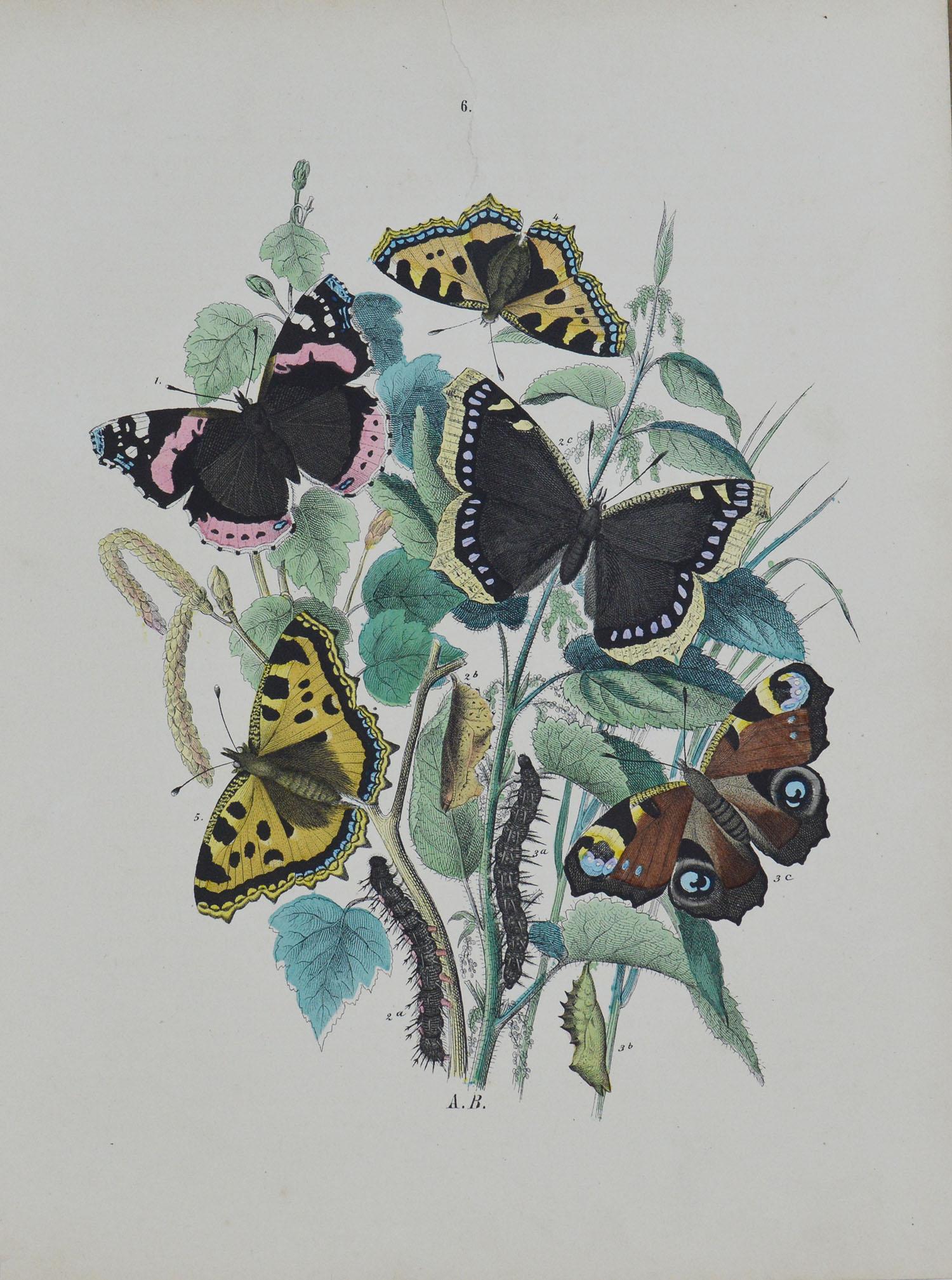 Great set of butterfly prints. 

Lithographs with original color

Published, circa 1870

Unframed

One of them has a repair to an edge tear at the top of the paper. (No. 6)

The measurement given below is for one print.