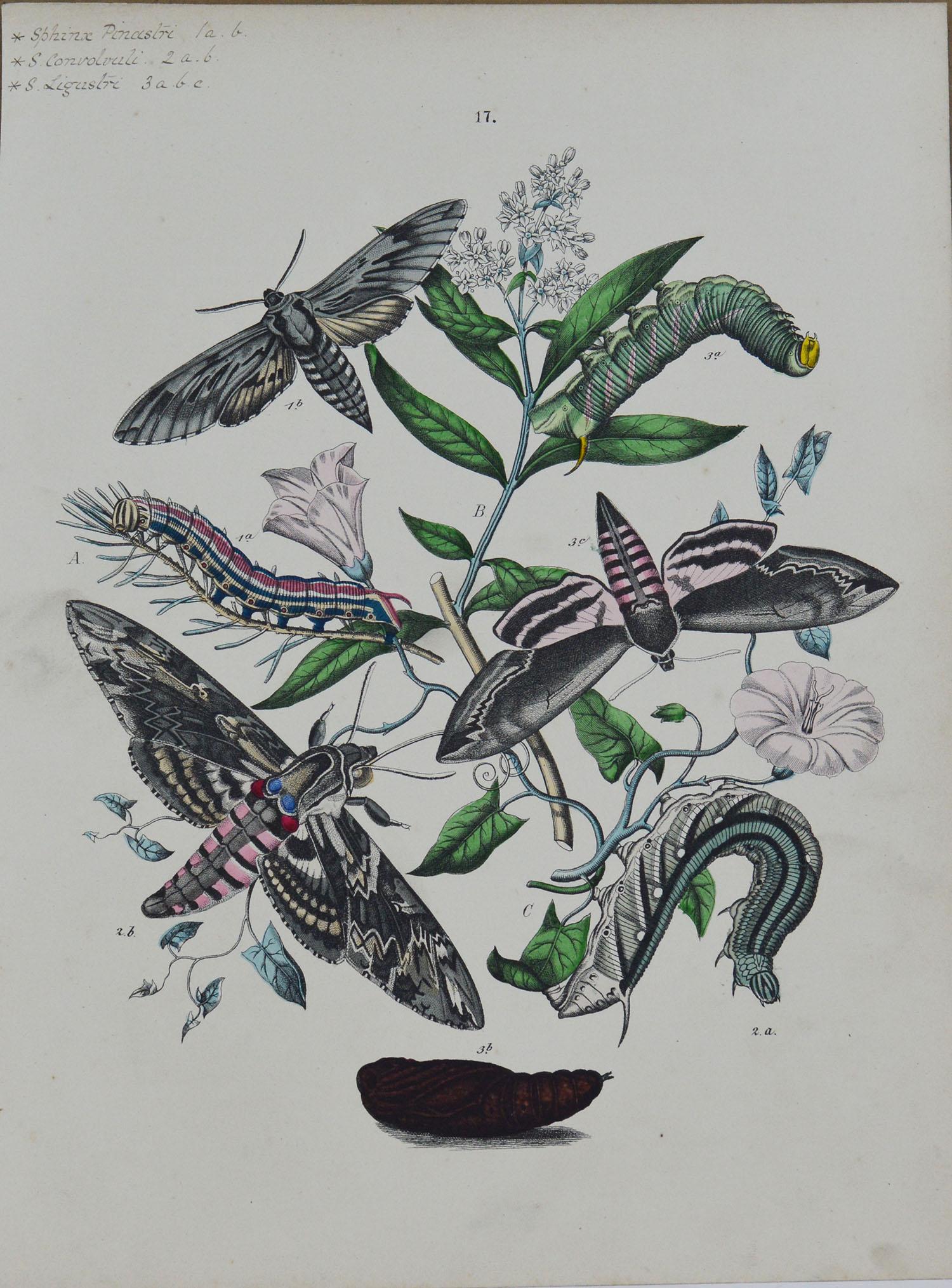 English Set of 9 Original Antique Prints of Butterflies, circa 1870