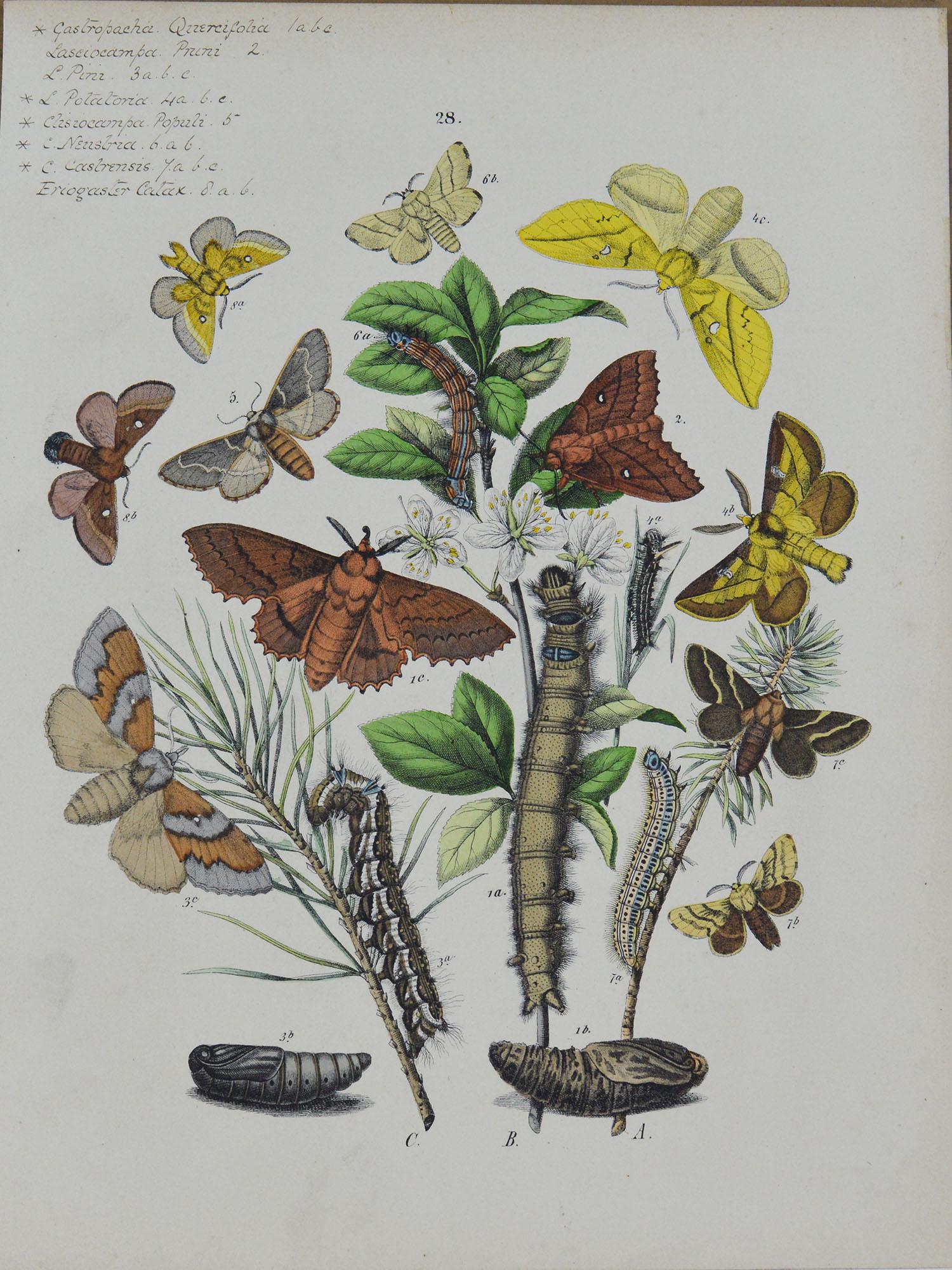 Other Set of 9 Original Antique Prints of Butterflies, circa 1870
