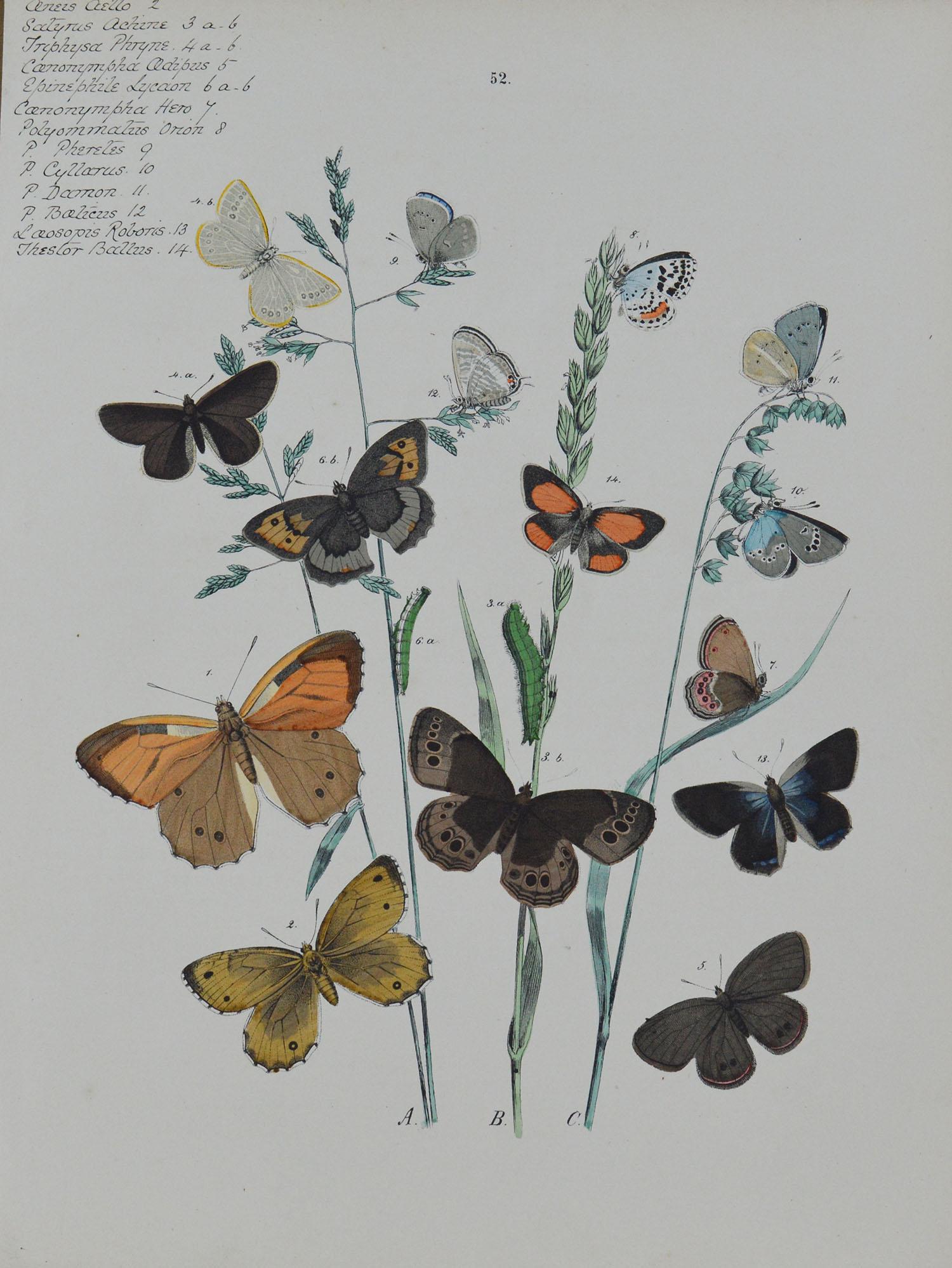 Late 19th Century Set of 9 Original Antique Prints of Butterflies, circa 1870