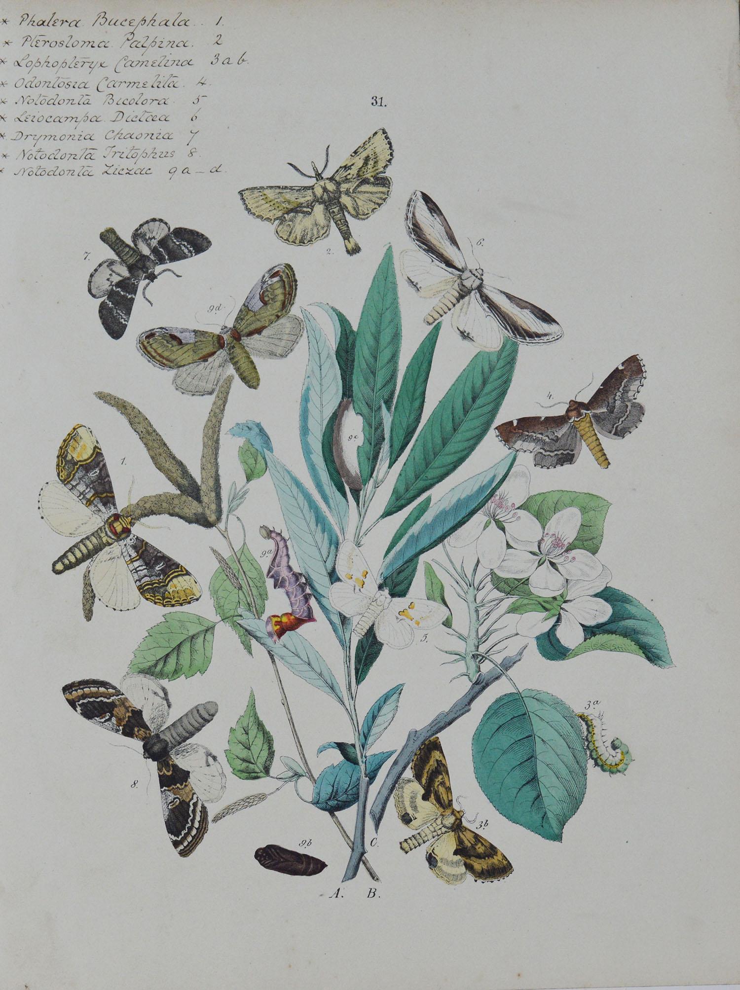 Paper Set of 9 Original Antique Prints of Butterflies, circa 1870