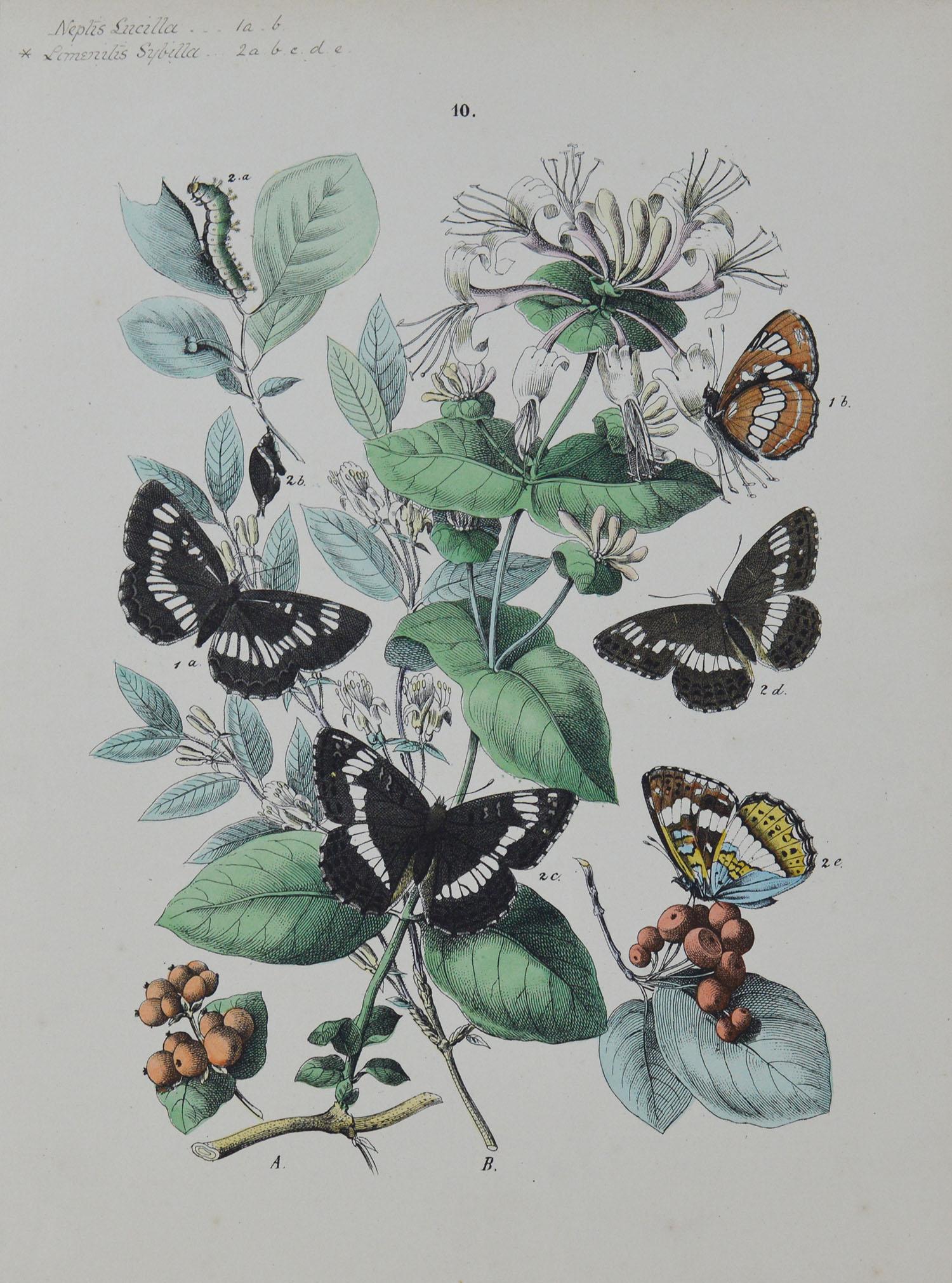 Set of 9 Original Antique Prints of Butterflies, circa 1870 1