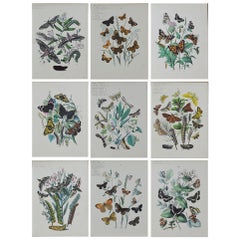 Set of 9 Original Antique Prints of Butterflies, circa 1870 Set of 9 Original Antique Prints of Butterflies, circa 1870