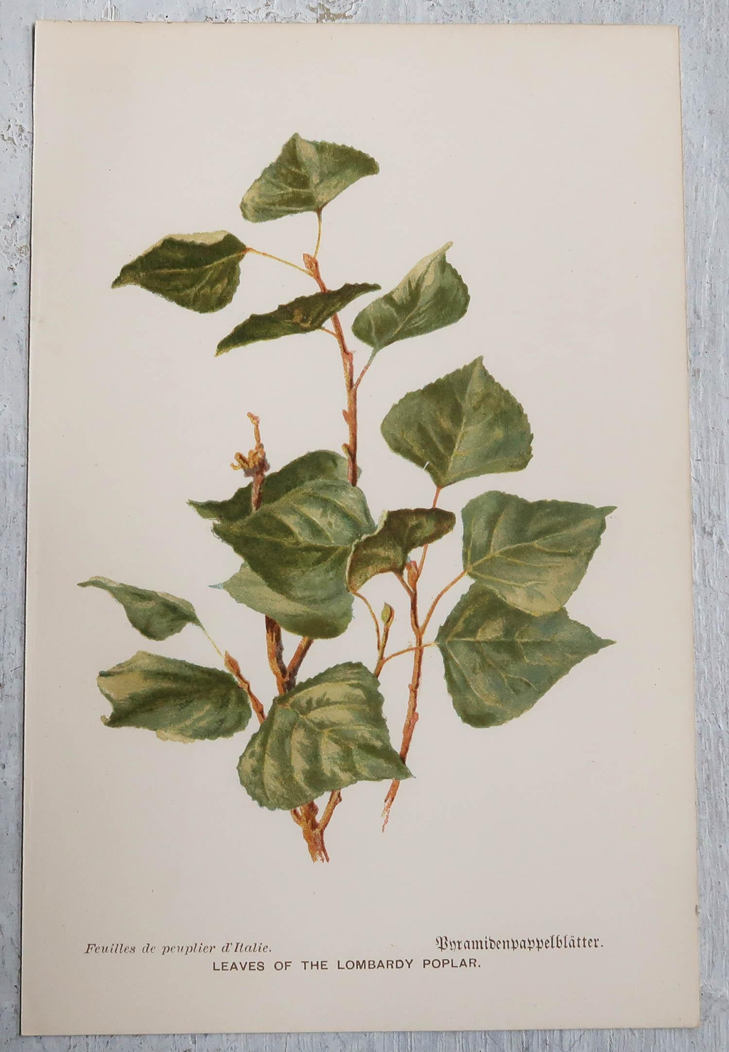 Charming set of 9 leaf prints

Chromolithographs

Published, circa 1890

Unframed.

The measurement given is for one print.

