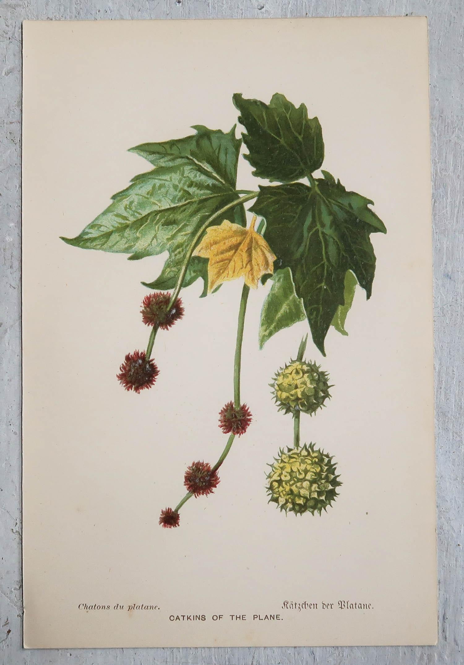 Other Set of 9 Original Antique Prints of Leaves, circa 1890