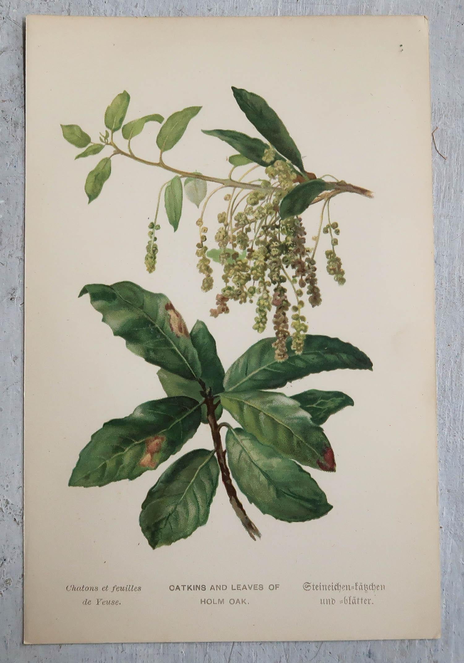 Set of 9 Original Antique Prints of Leaves, circa 1890 In Good Condition In St Annes, Lancashire