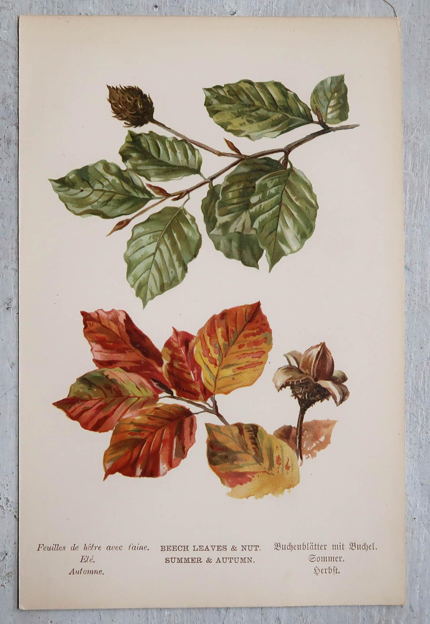 Late 19th Century Set of 9 Original Antique Prints of Leaves, circa 1890