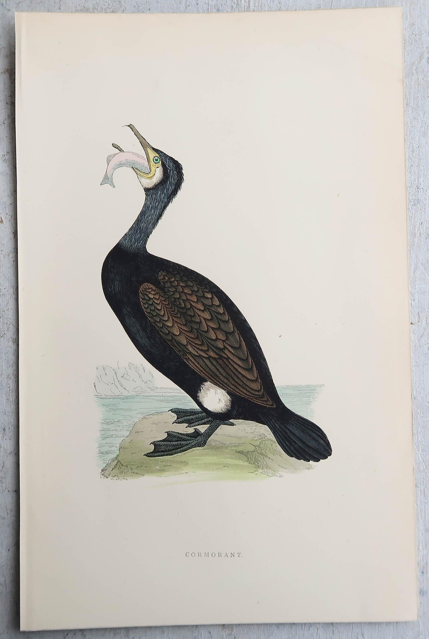 Ensemble de 9 estampes anciennes originales d'oiseaux d'eau d'après Francis Lydon, vers 1880 en vente 2