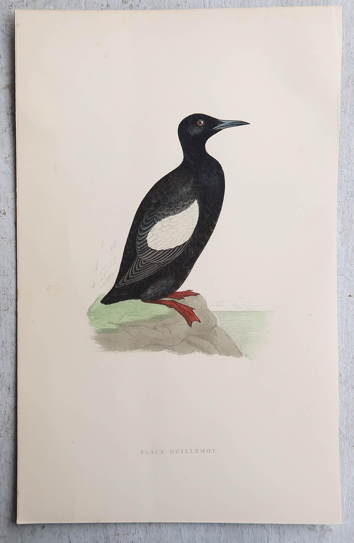 Merveilleux ensemble de 9 gravures anciennes d'oiseaux d'eau

Lithographies d'après les dessins originaux d'Alexander Francis Lydon

Couleur originale

Publié par A.C.C. Nimmo, vers 1880.

Non encadré

Livraison gratuite.




