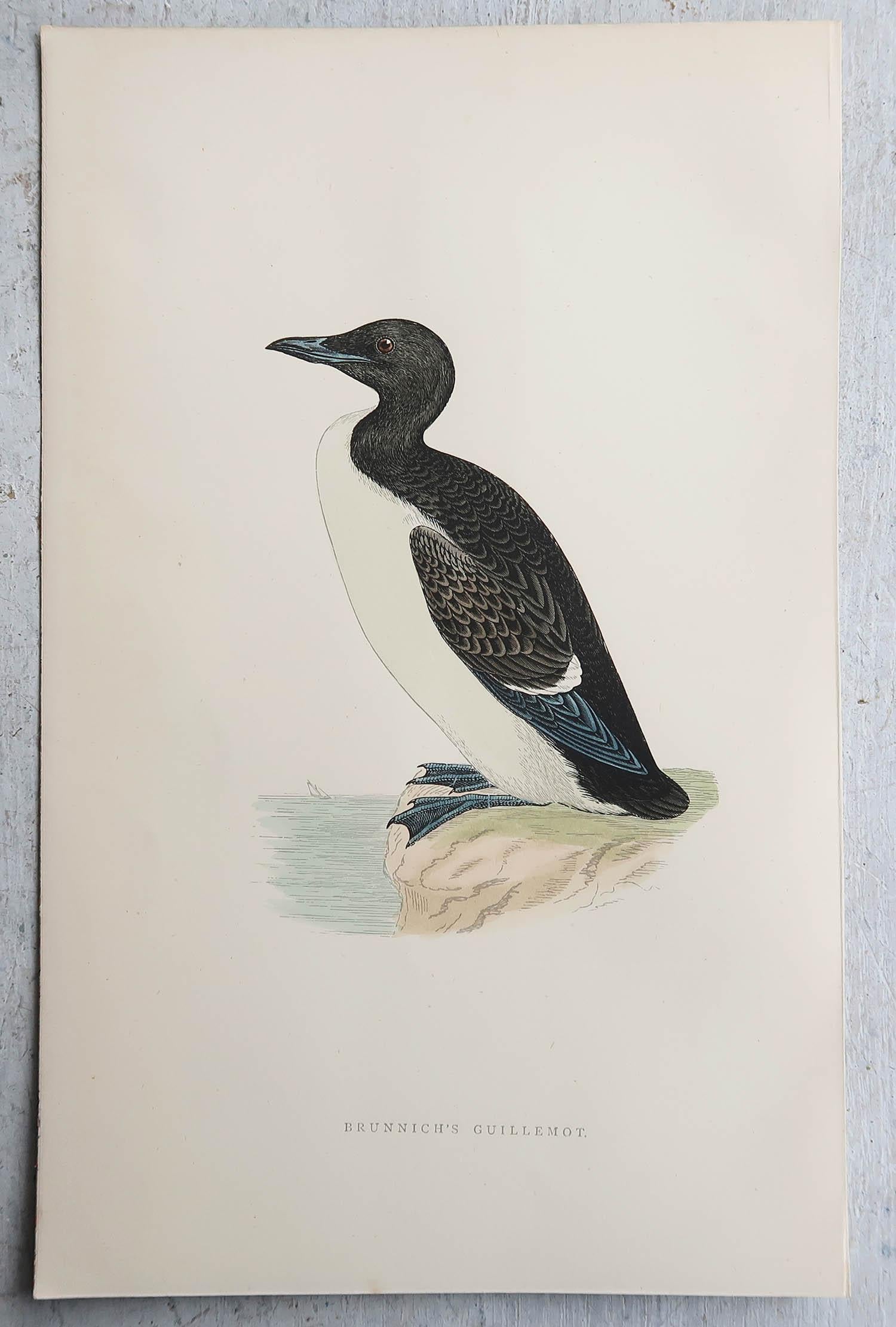 Artisanat Ensemble de 9 estampes anciennes originales d'oiseaux d'eau d'après Francis Lydon, vers 1880 en vente