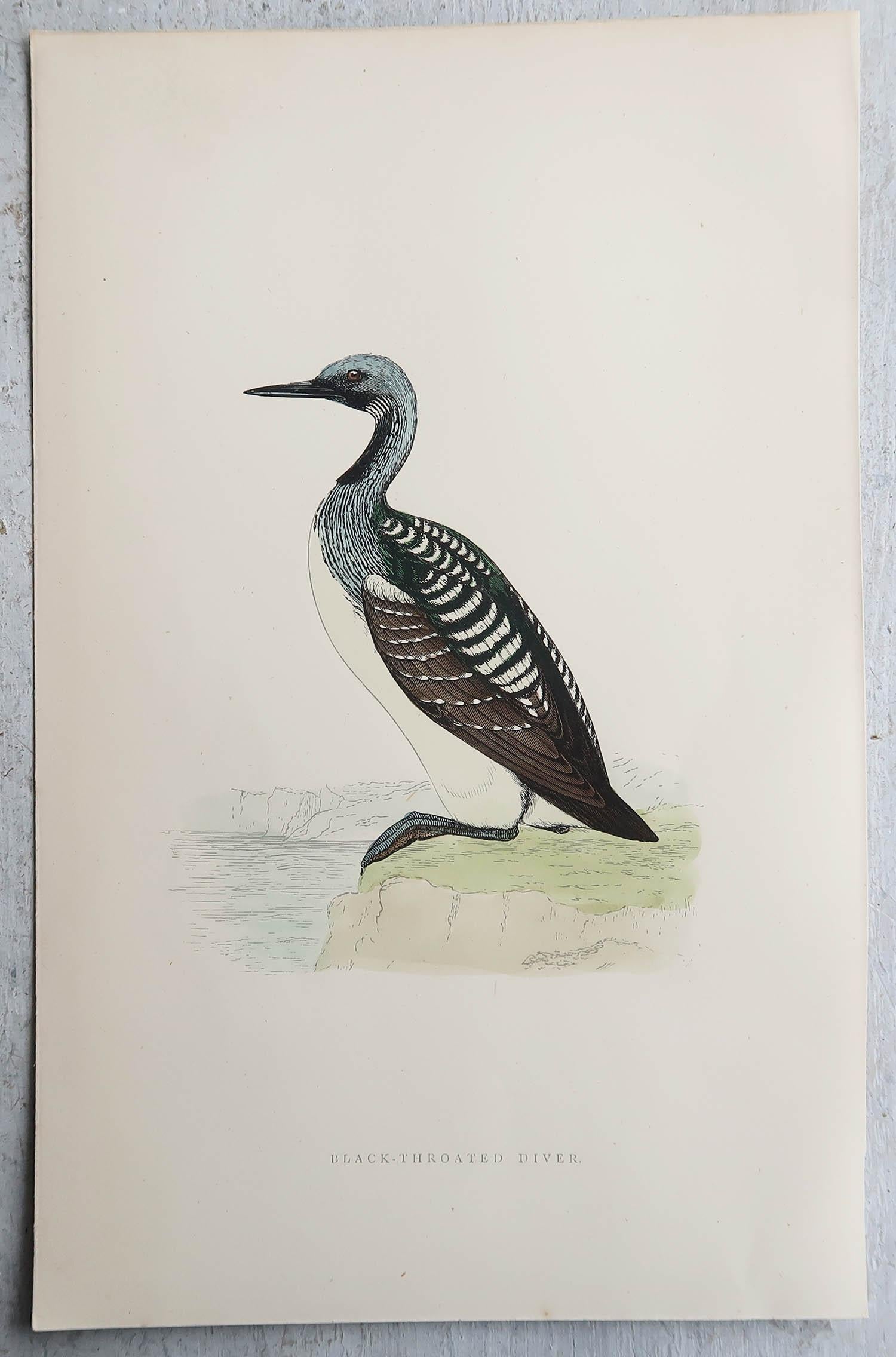 Anglais Ensemble de 9 estampes anciennes originales d'oiseaux d'eau d'après Francis Lydon, vers 1880 en vente