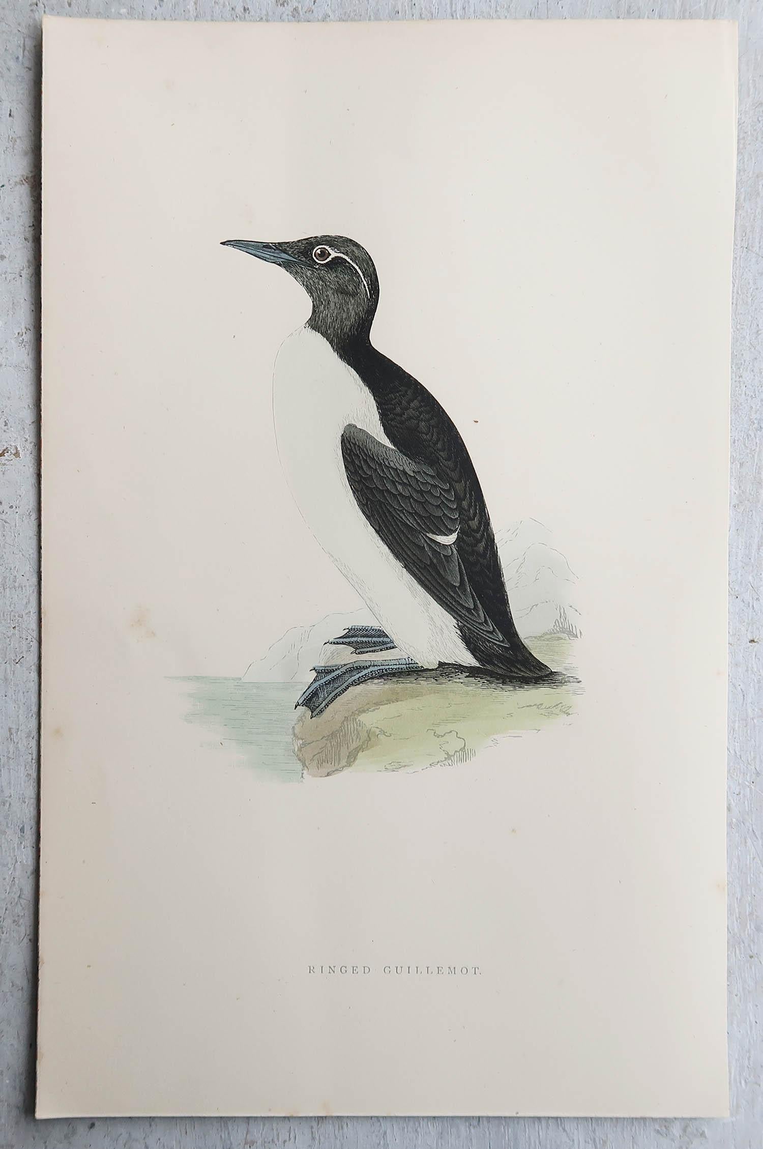 Autre Ensemble de 9 estampes anciennes originales d'oiseaux d'eau d'après Francis Lydon, vers 1880 en vente
