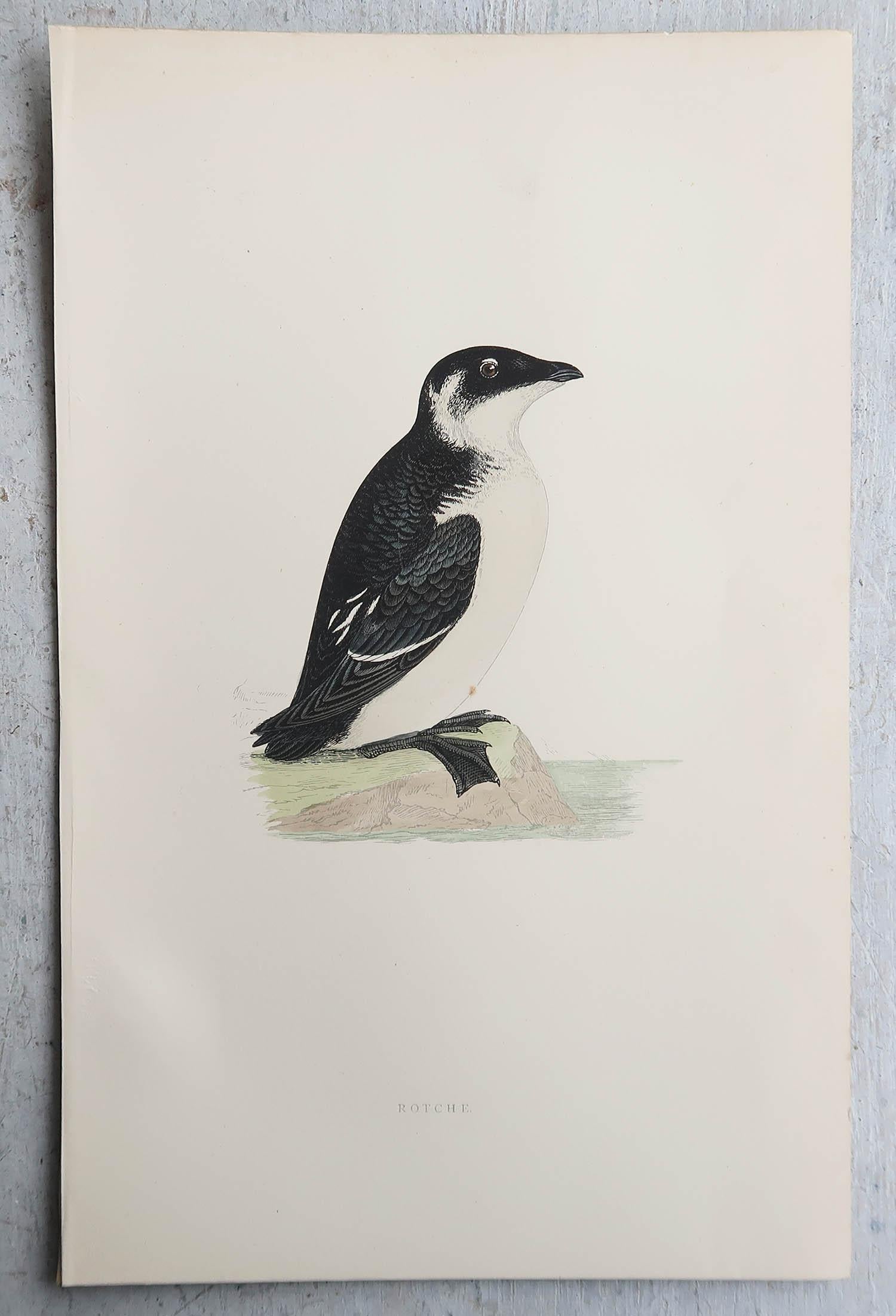 Ensemble de 9 estampes anciennes originales d'oiseaux d'eau d'après Francis Lydon, vers 1880 Bon état - En vente à St Annes, Lancashire