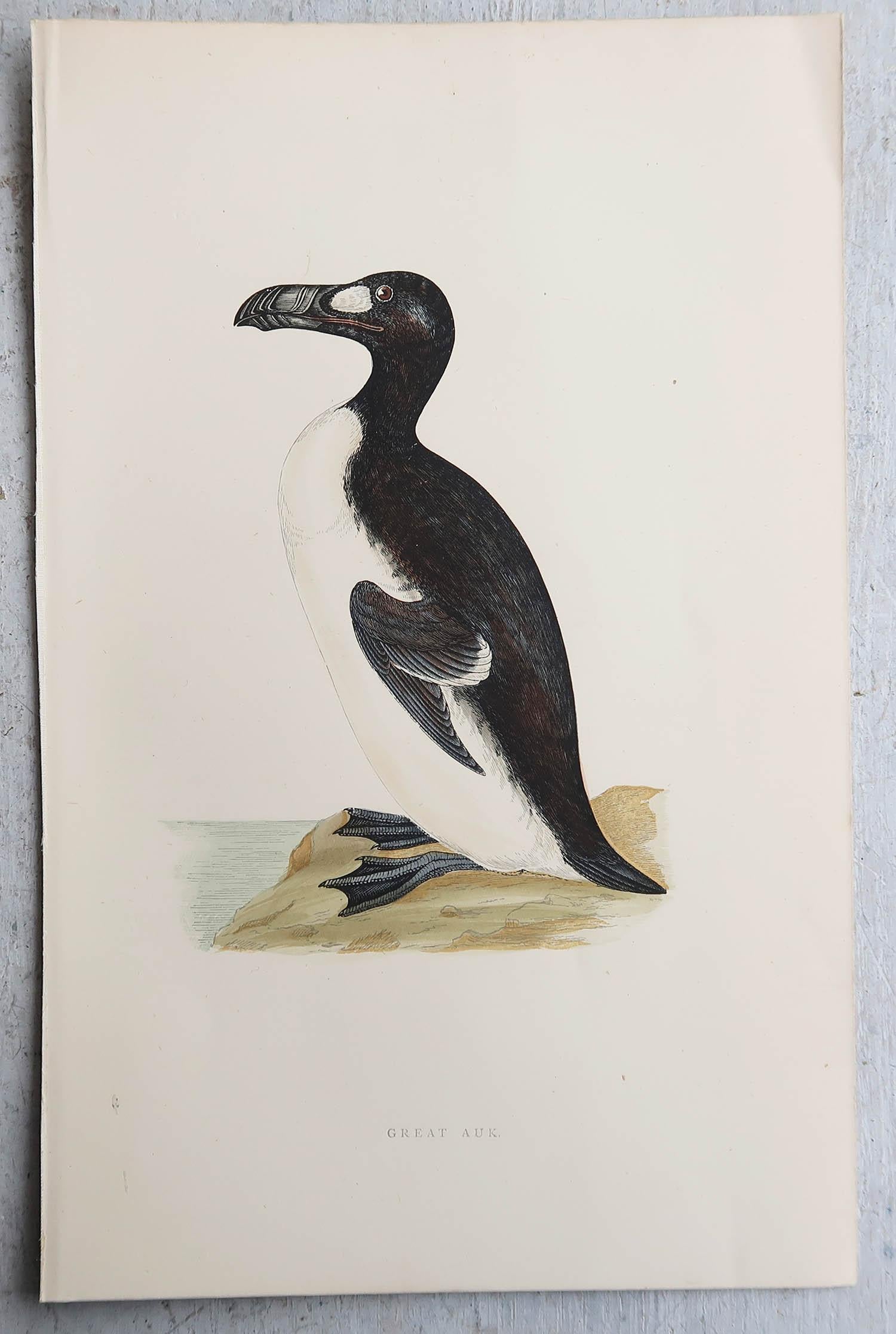 Fin du XIXe siècle Ensemble de 9 estampes anciennes originales d'oiseaux d'eau d'après Francis Lydon, vers 1880 en vente