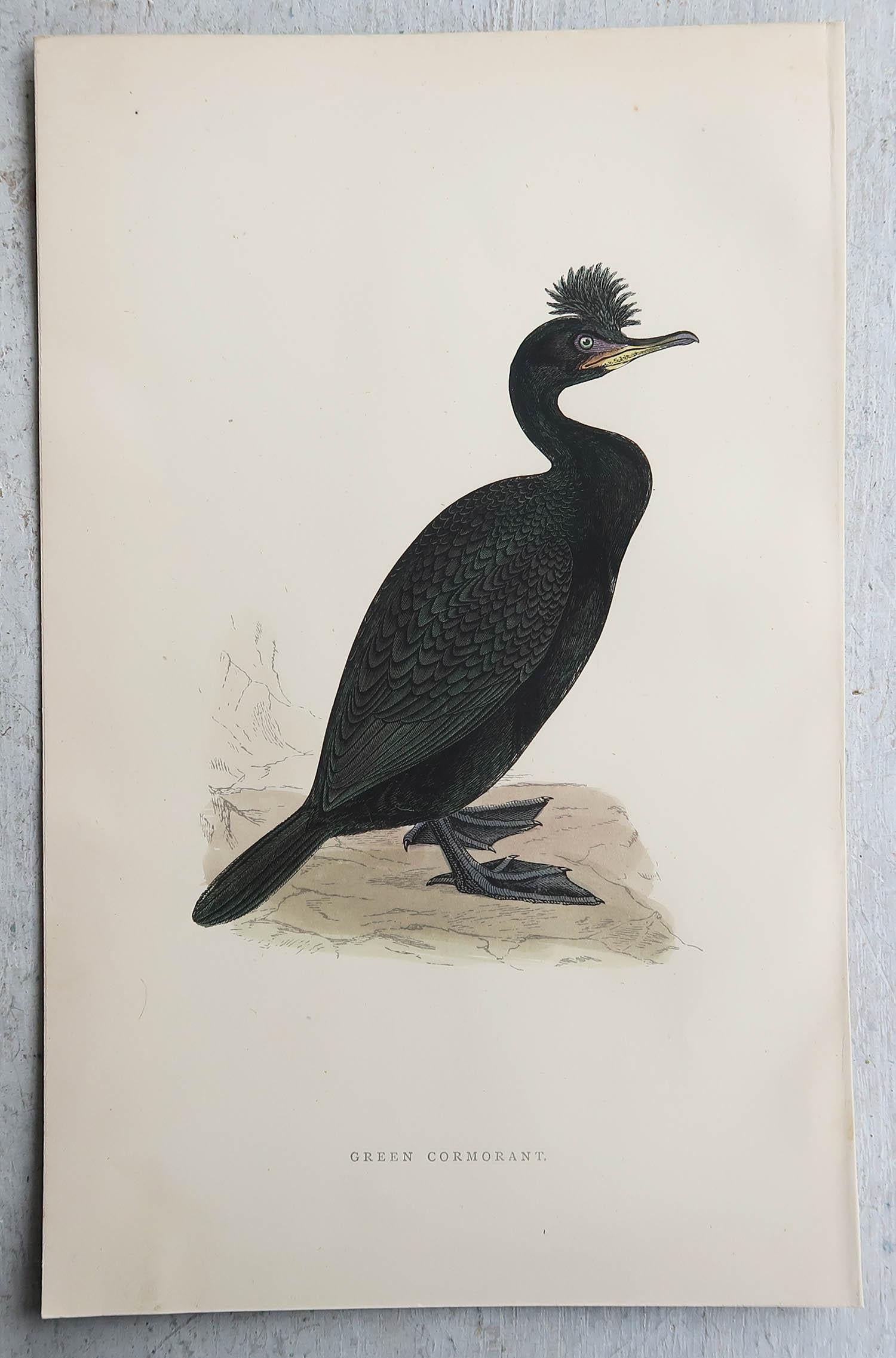Papier Ensemble de 9 estampes anciennes originales d'oiseaux d'eau d'après Francis Lydon, vers 1880 en vente