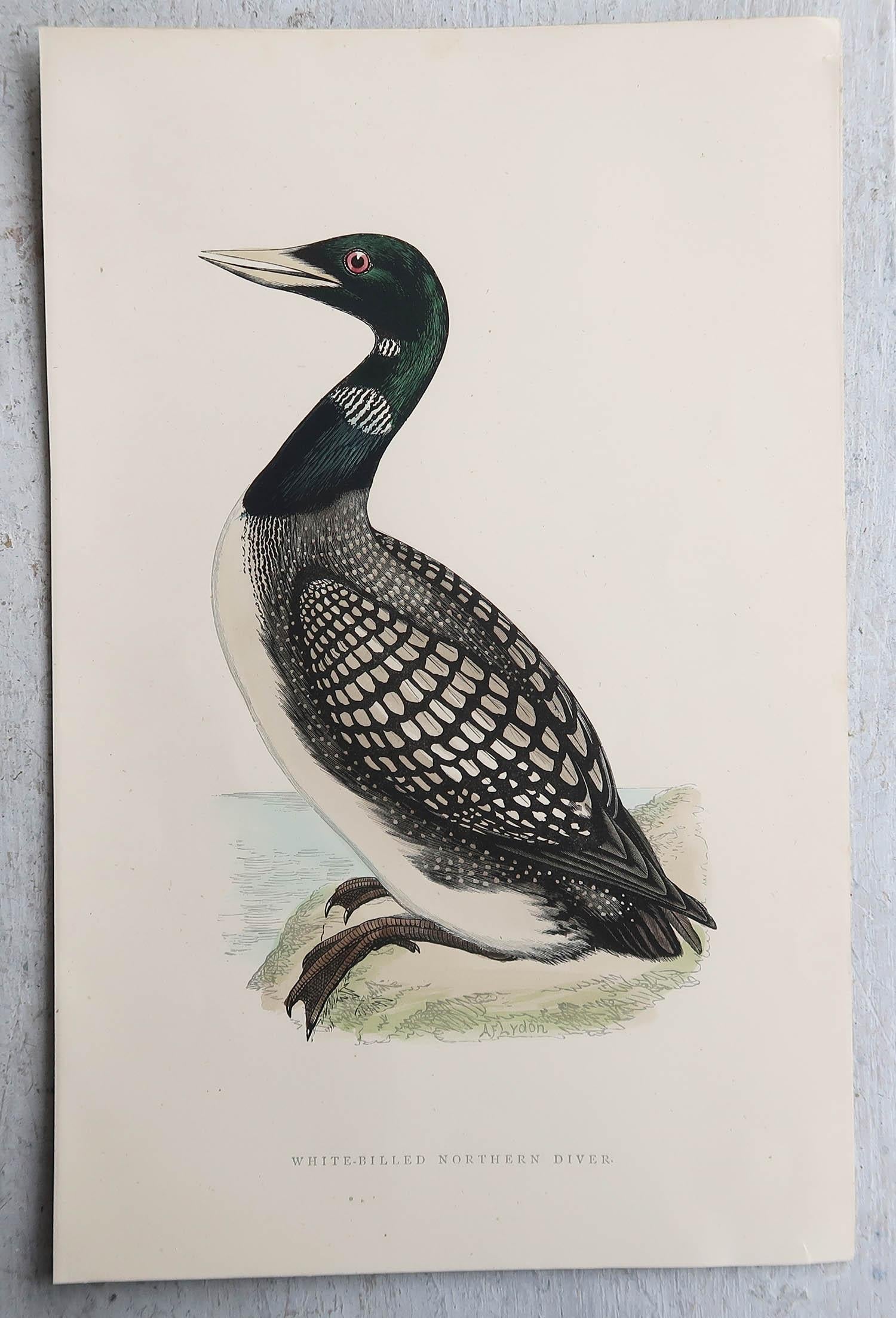 Ensemble de 9 estampes anciennes originales d'oiseaux d'eau d'après Francis Lydon, vers 1880 en vente 1