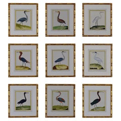 Set of 9 Original Herons by Francois Nicolas Martinet