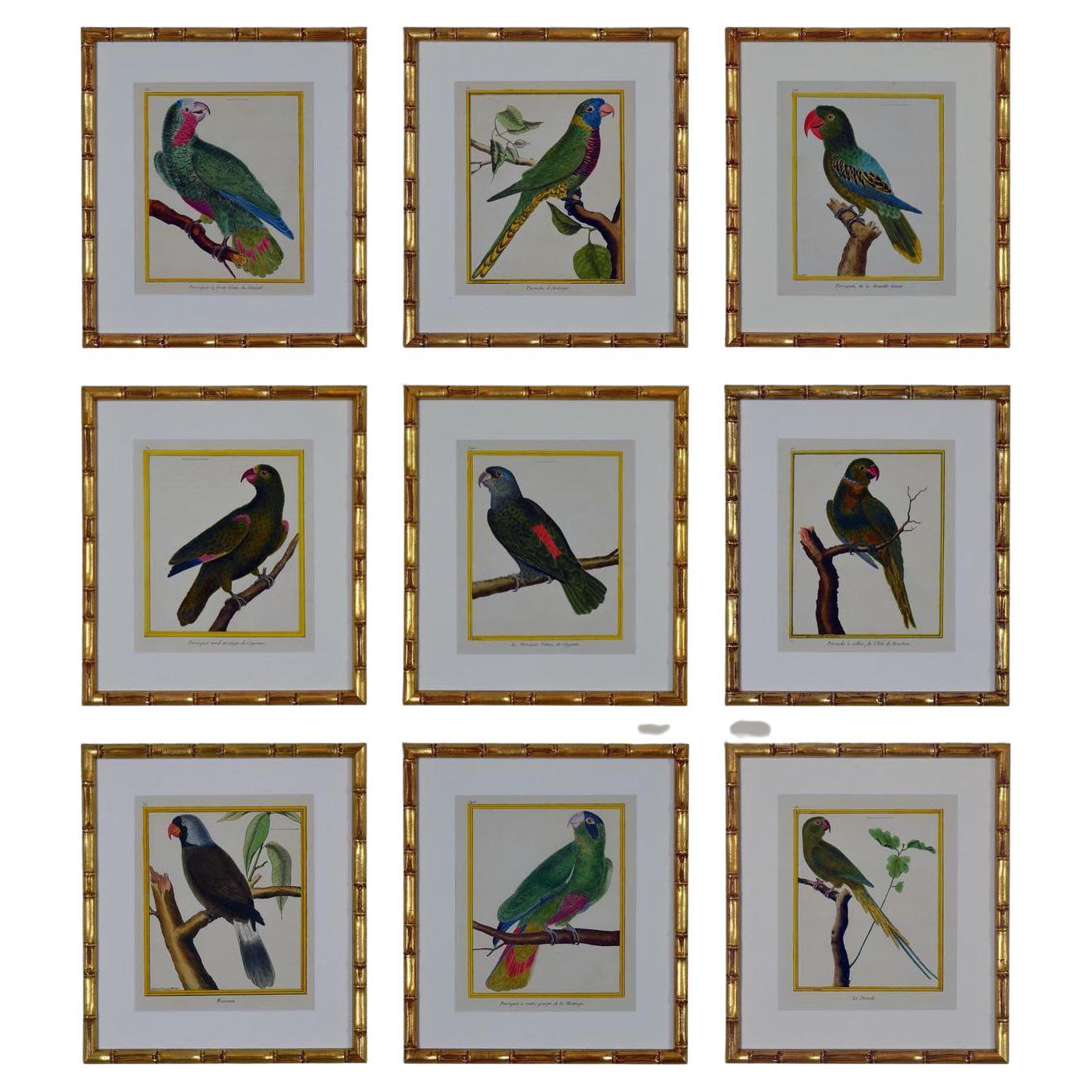 Set of 9 Original Parrots by Francois Nicolas Martinet For Sale