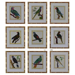 Set of 9 Original Parrots by Francois Nicolas Martinet