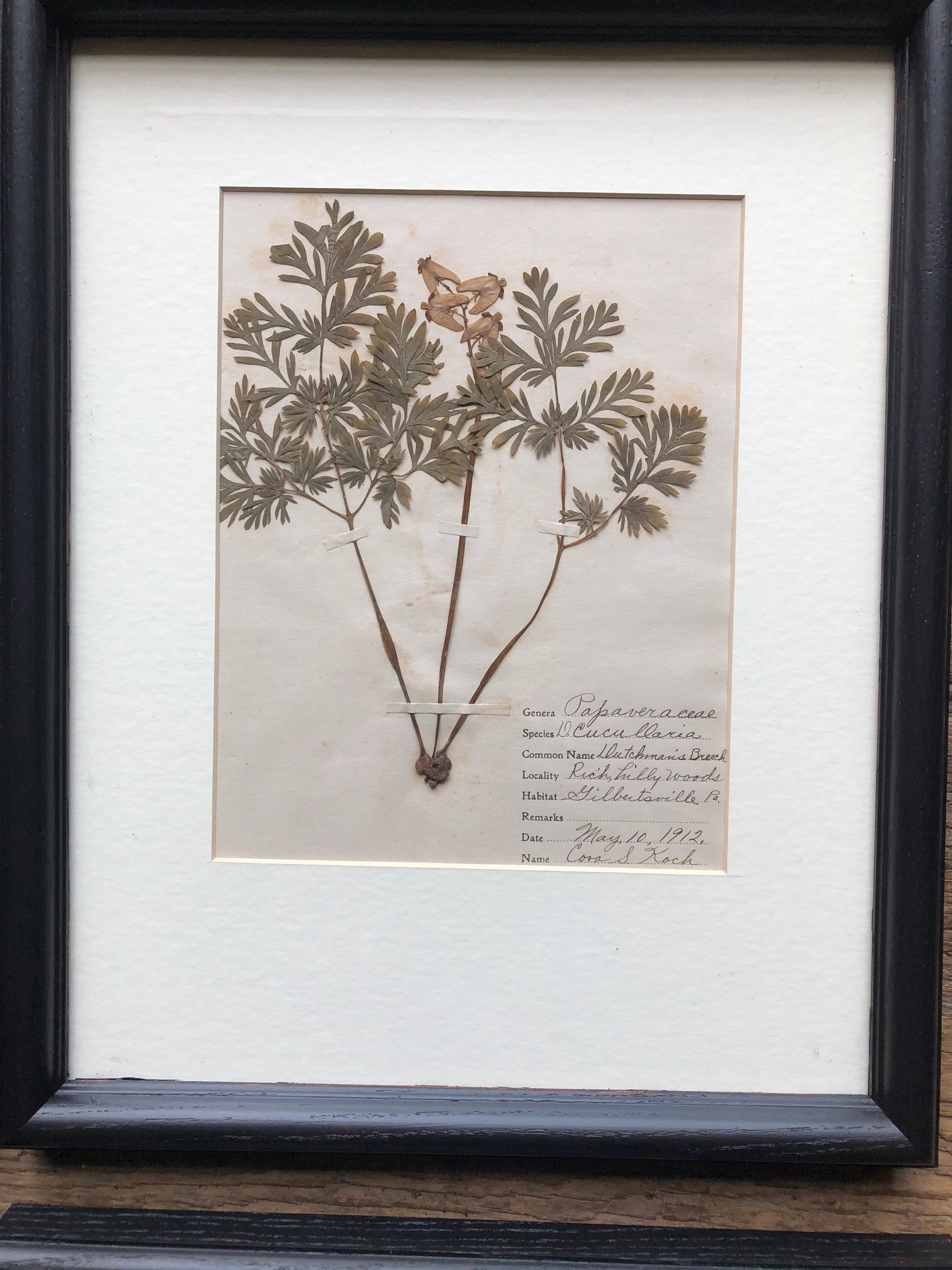 Set of 9 Pressed Botanical Specimens 3