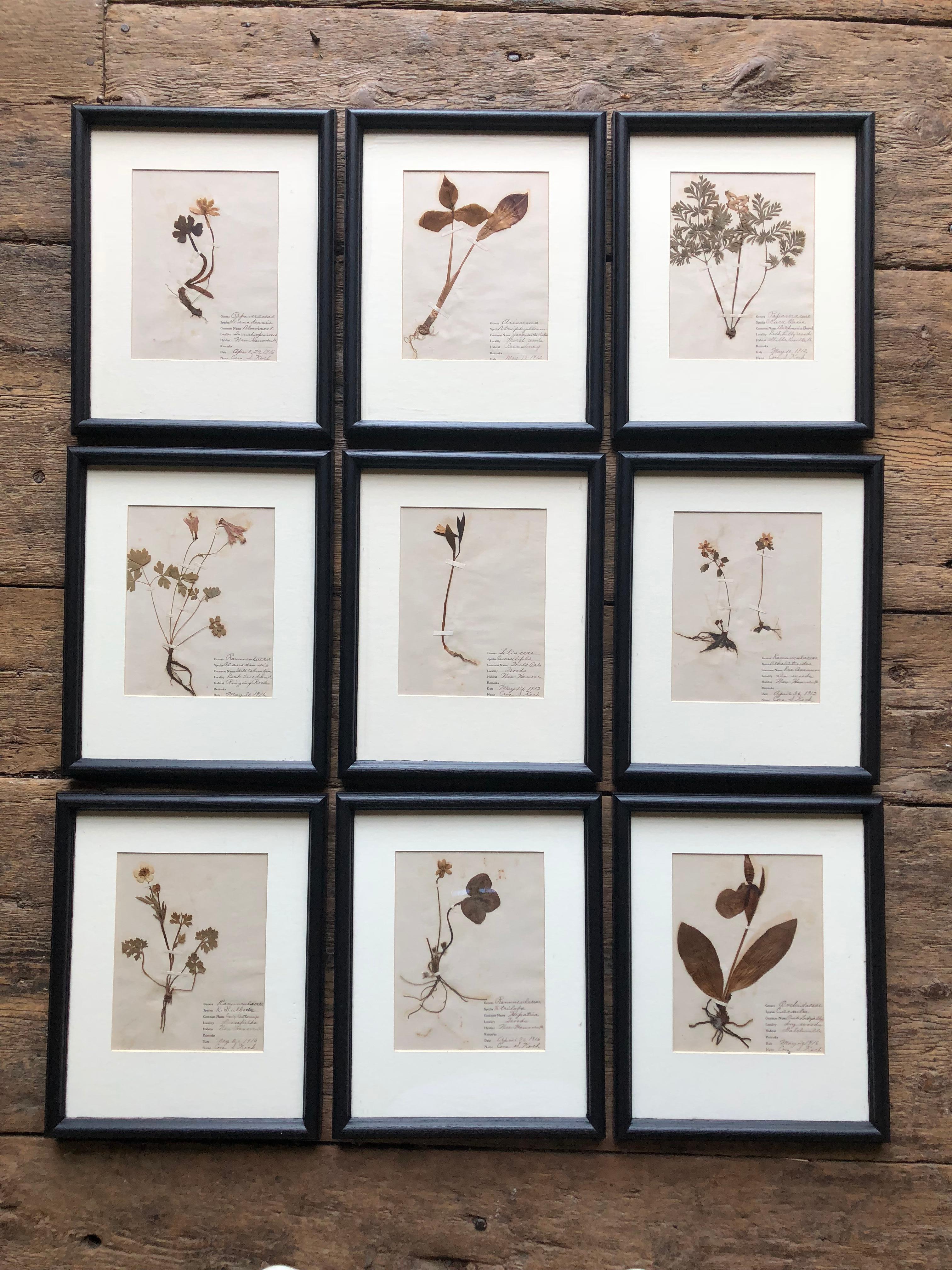 A collection of 9 framed and matted botanical specimens from the early 20th Century, each with hand-written notes detailing genus, species, locality etc. Dated 1916 and signed by Cora S. Koch.