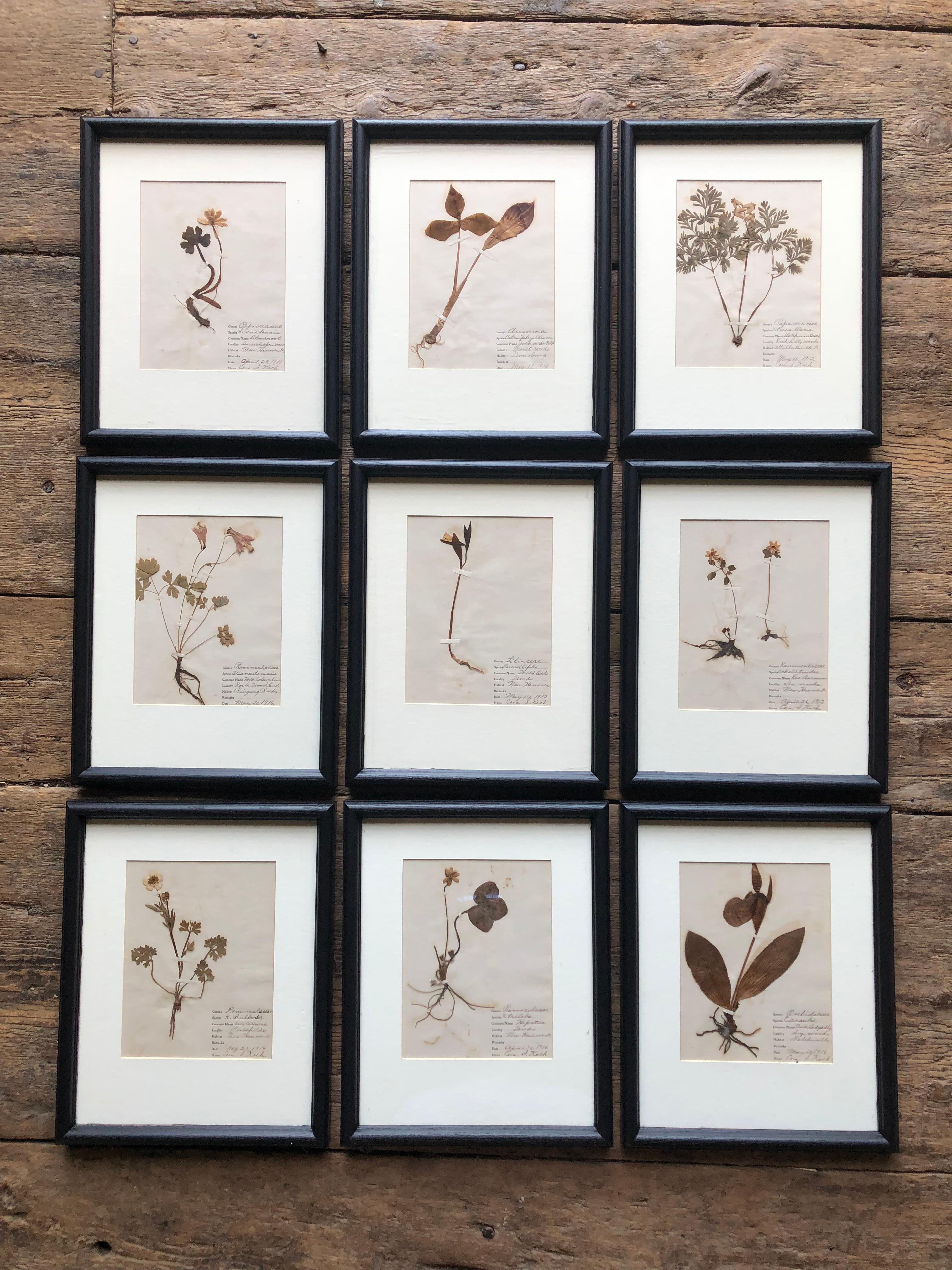 Other Set of 9 Pressed Botanical Specimens