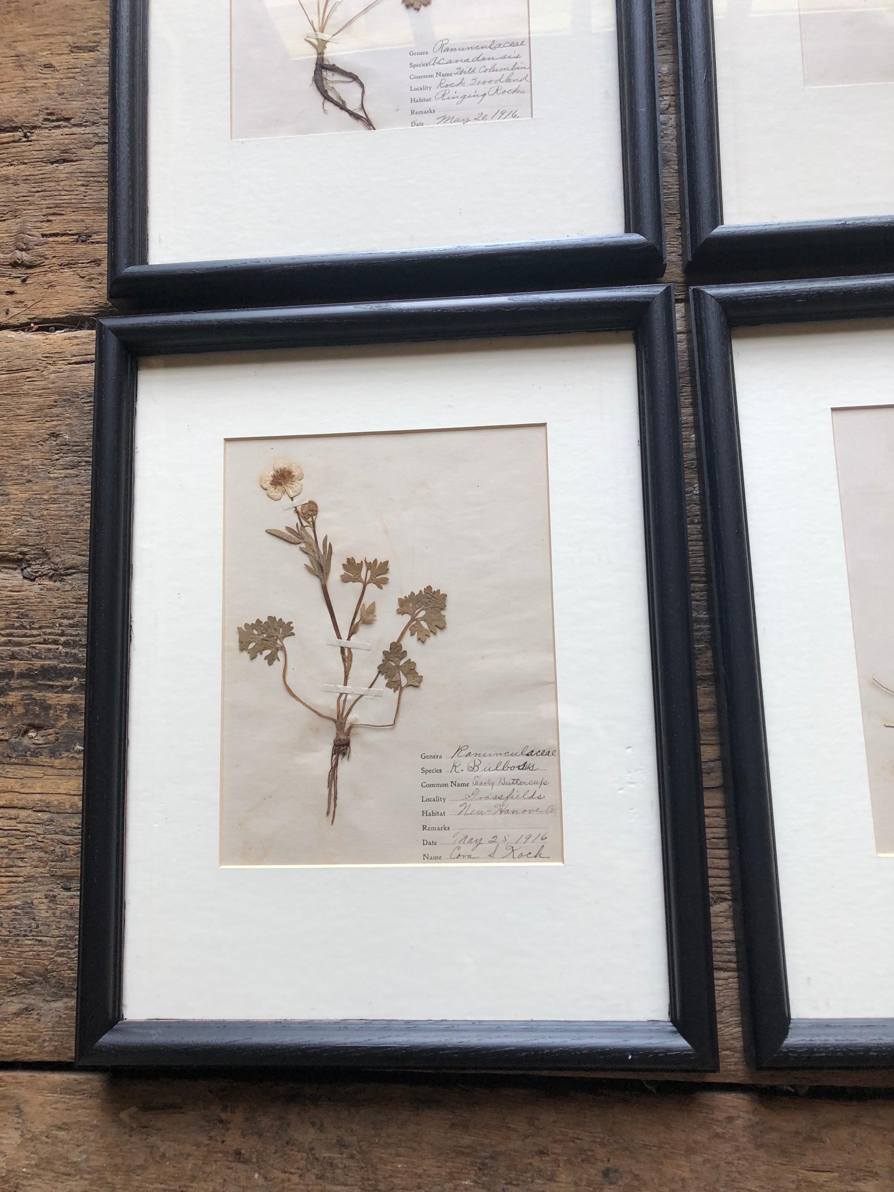 American Set of 9 Pressed Botanical Specimens