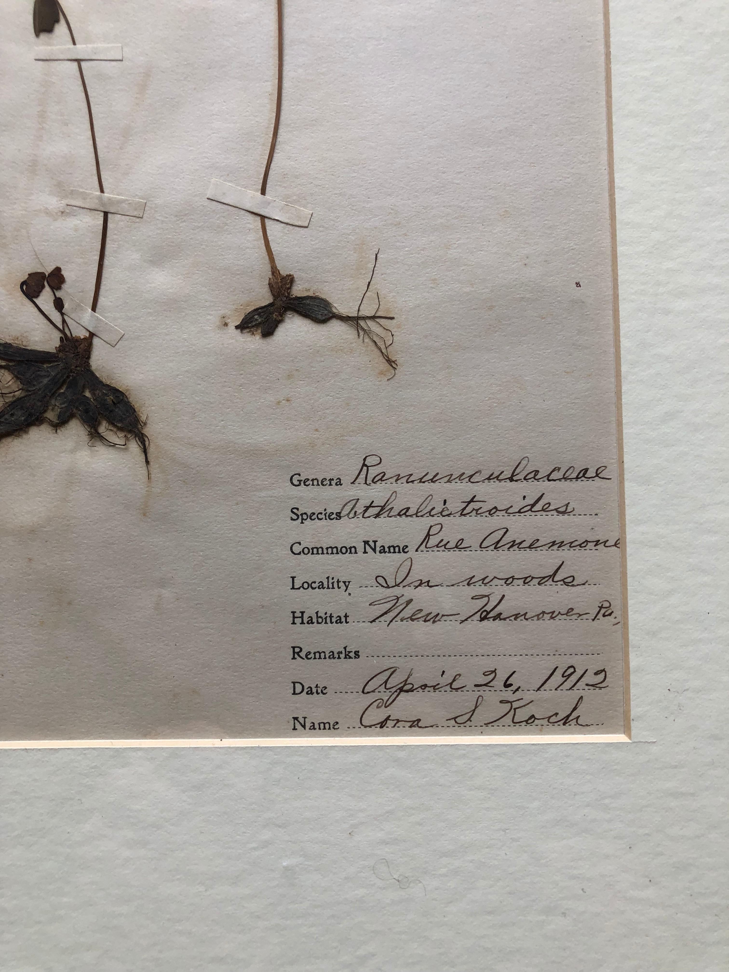 Set of 9 Pressed Botanical Specimens In Good Condition In Doylestown, PA