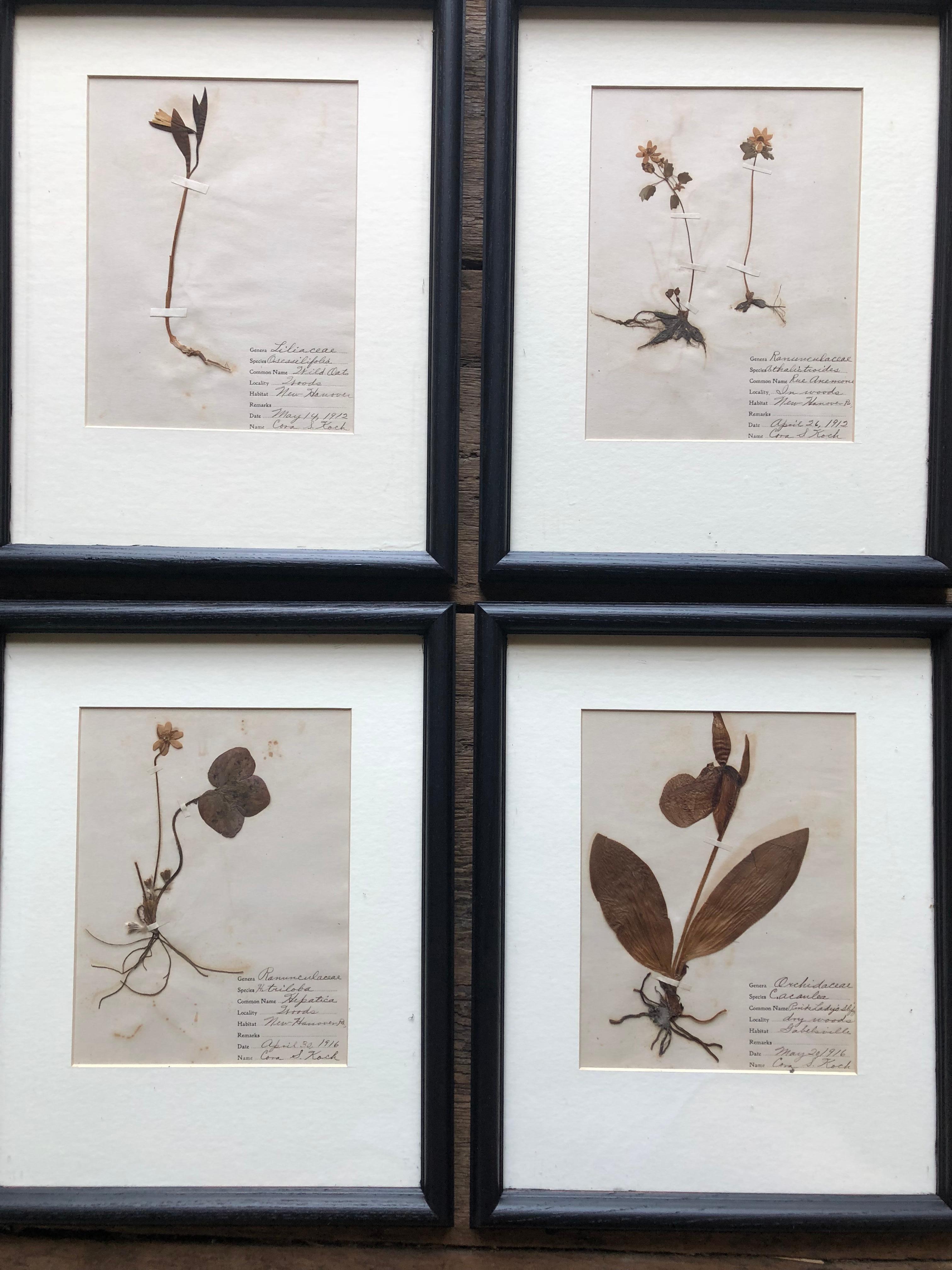 Paper Set of 9 Pressed Botanical Specimens